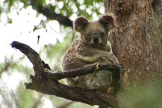 Hundreds of koalas are being shot dead out of trees from helicopters in Australian wildlife cull