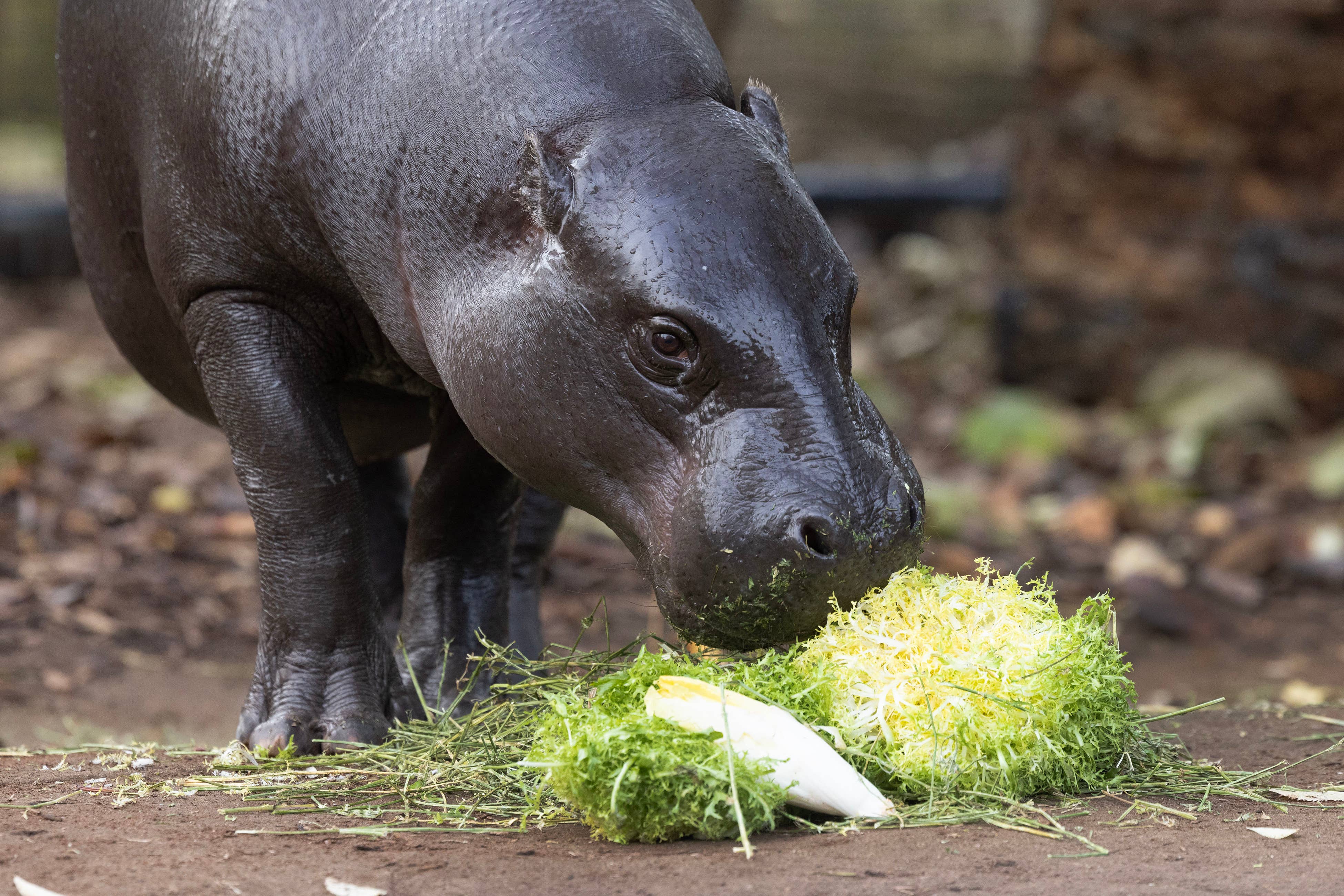 Amara the pygmy hippo at London Zoo enjoying her greens (Matt Alexander/PA)