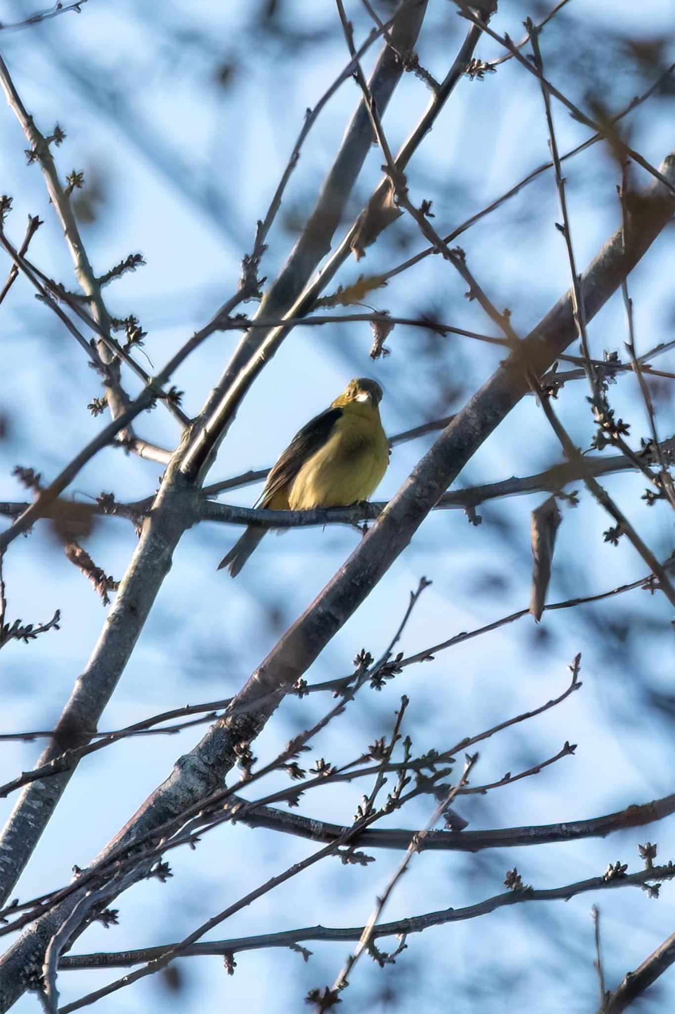 The rare scarlet tanager has managed to find its way to a quiet cul-de-sac in Yorkshire