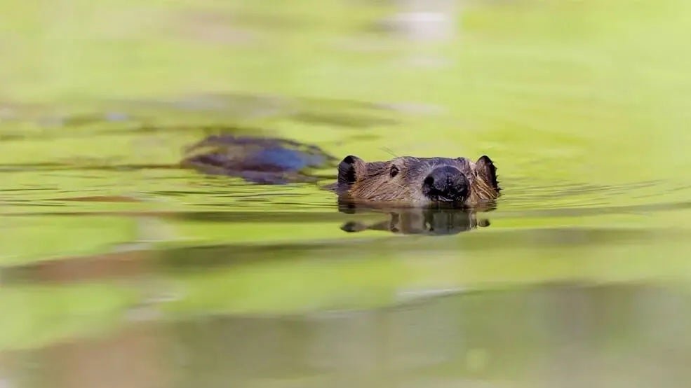 Researchers are using NASA satellites to monitor impacts of beaver restoration on the landscape. The beavers help make places more resilient to drought and wildfire.