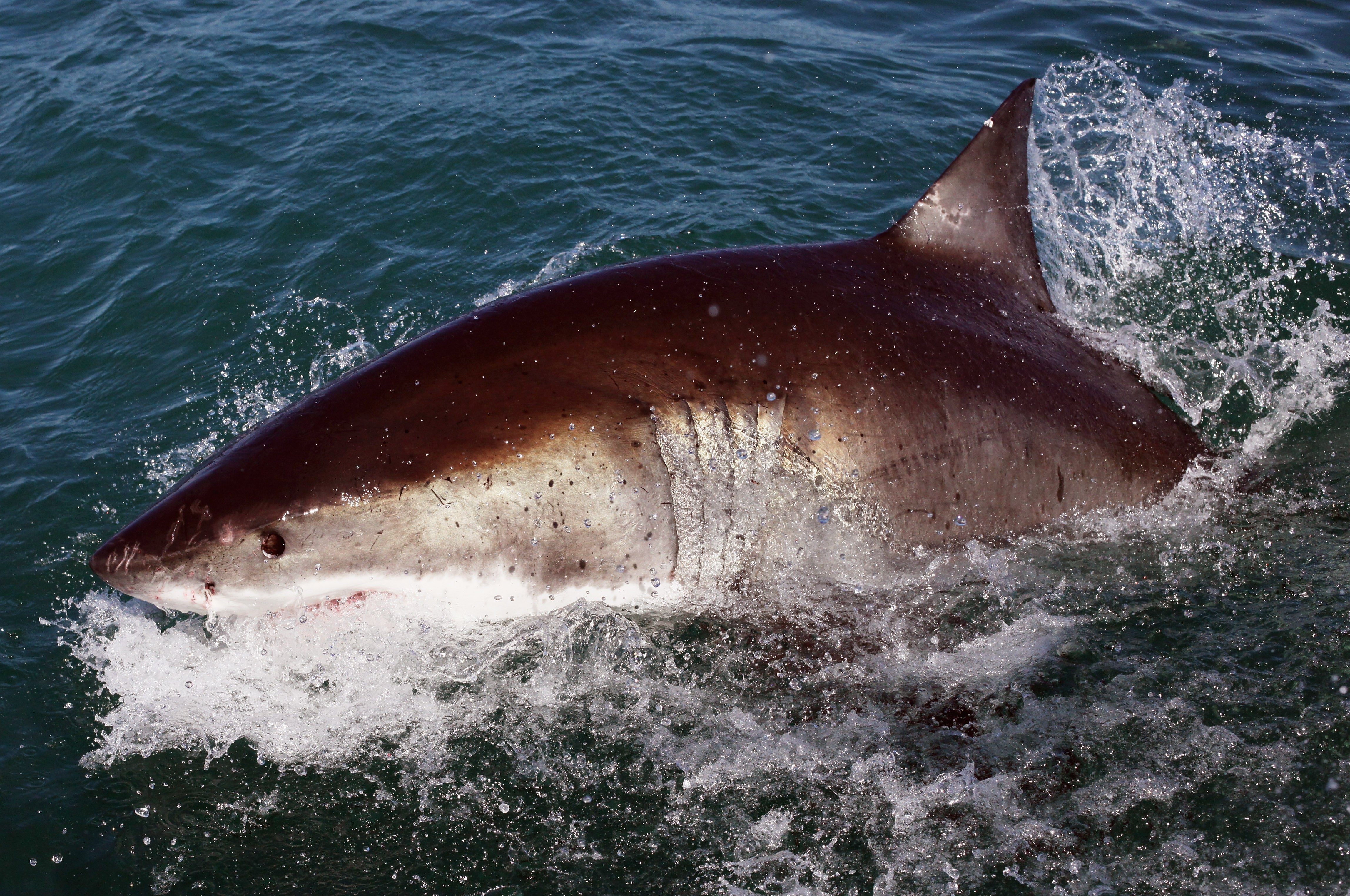 A Great White Shark is attracted by a lure