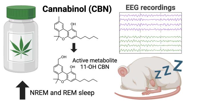 Illustration of experiment showing that CBN extends both REM and non-REM sleep in rats