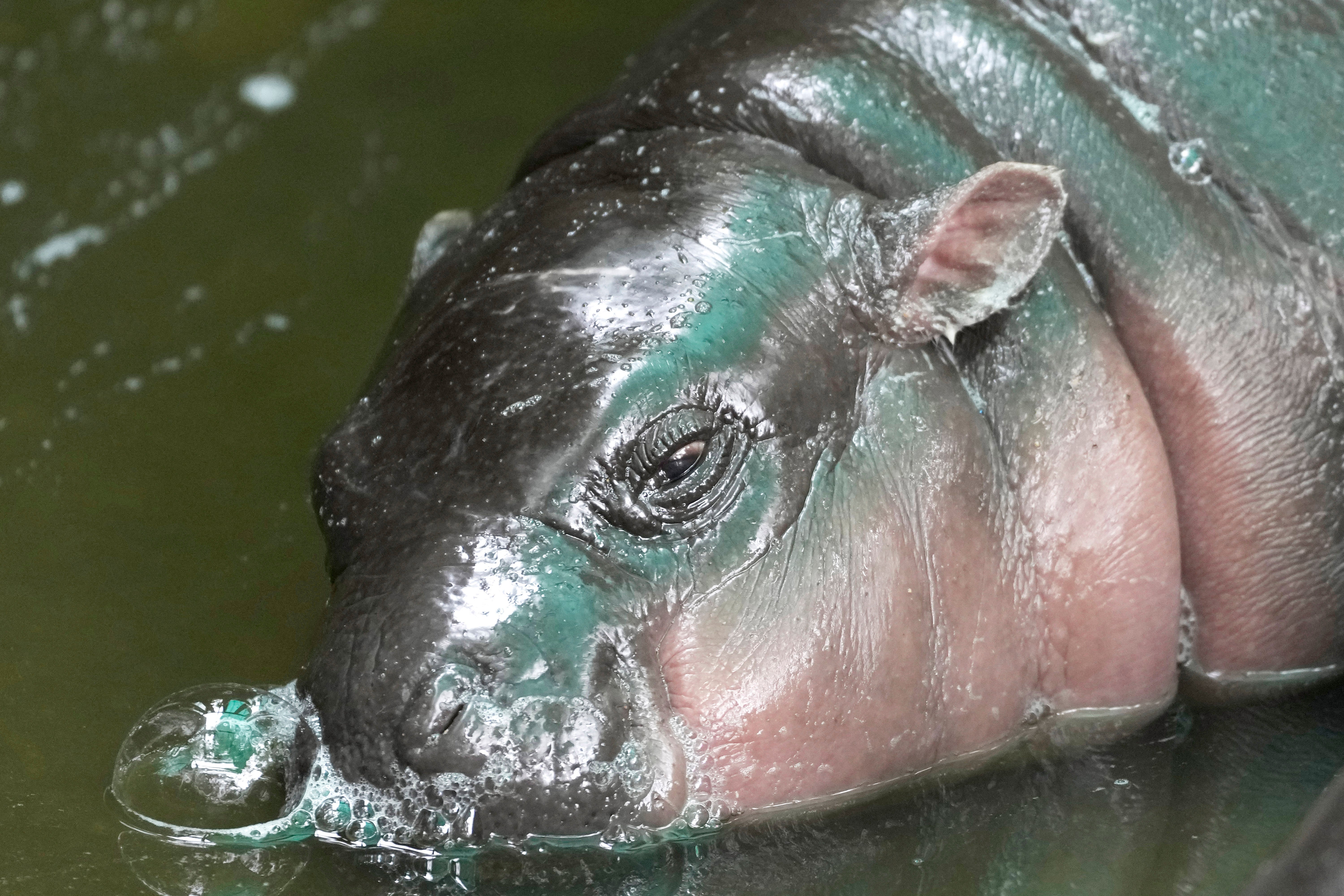 -Two-month-old baby hippo Moo Deng sleeps at the Khao Kheow Open Zoo in Chonburi province, Thailand