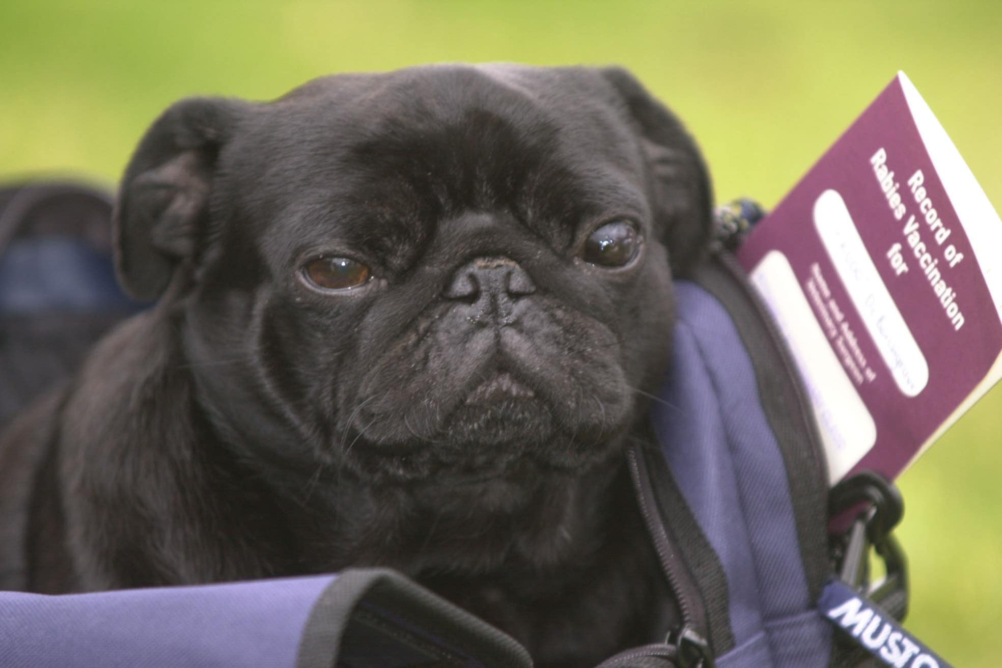 Dogs, cats and ferrets will need a pet travel document to move between Great Britain and Northern Ireland (Tim Ockenden/PA)