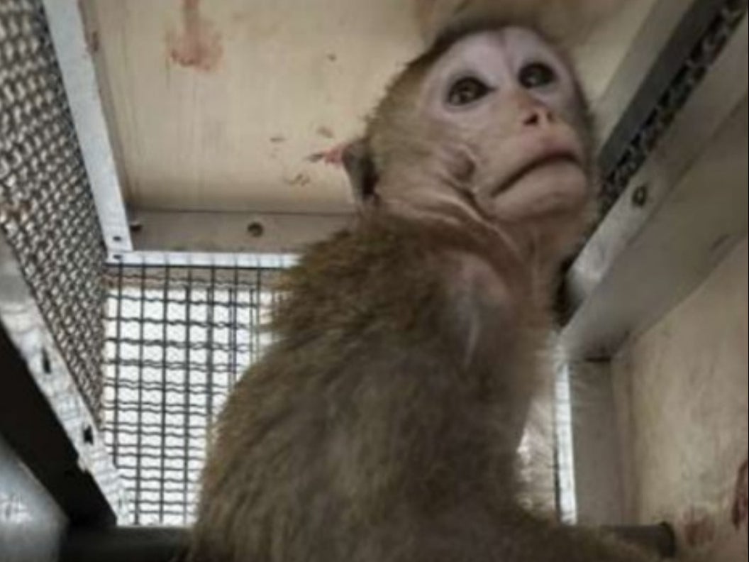 A macaque with blood on the crate