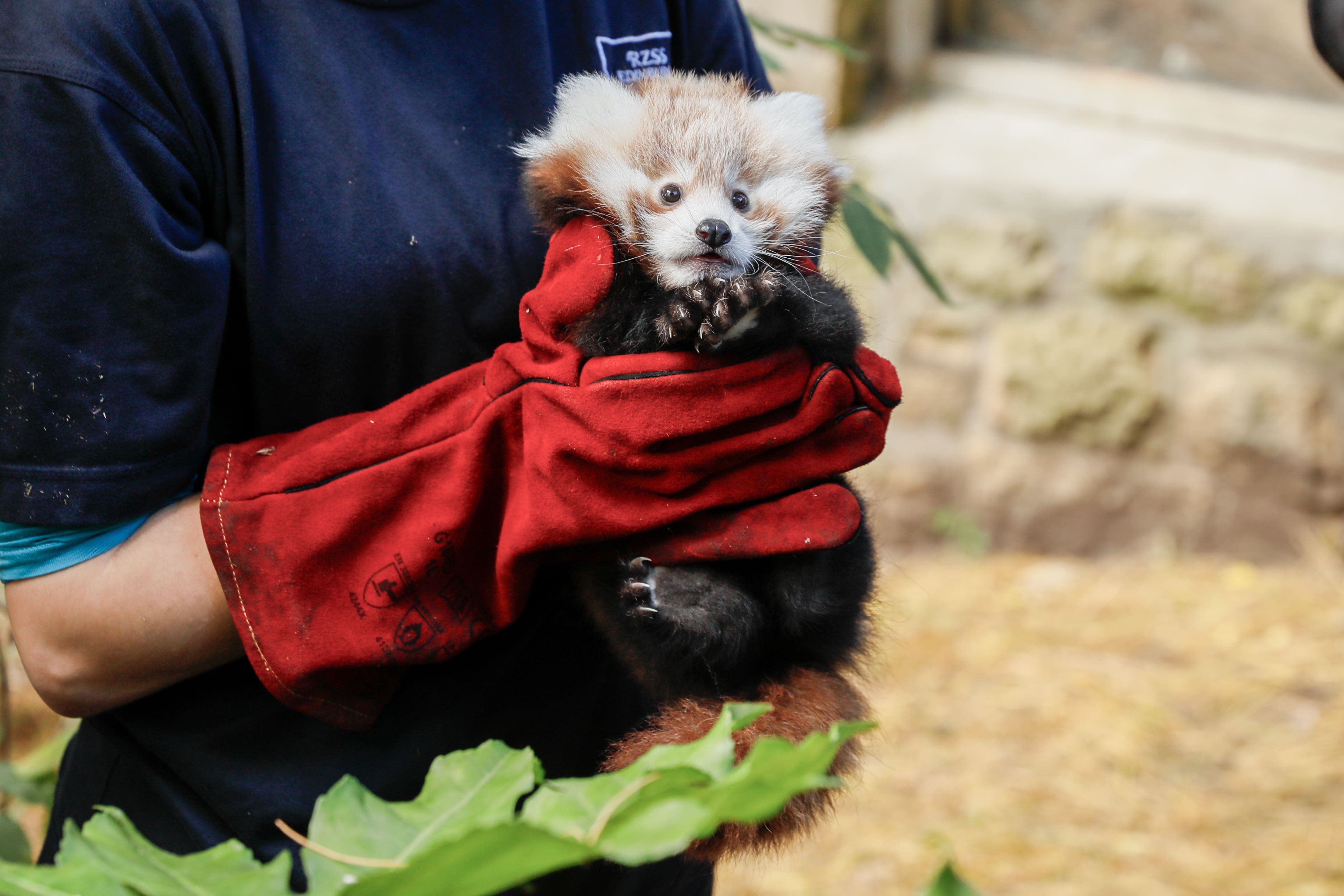 Zoo vets said the panda kit died as a result of stress caused by fireworks (RZSS/PA)