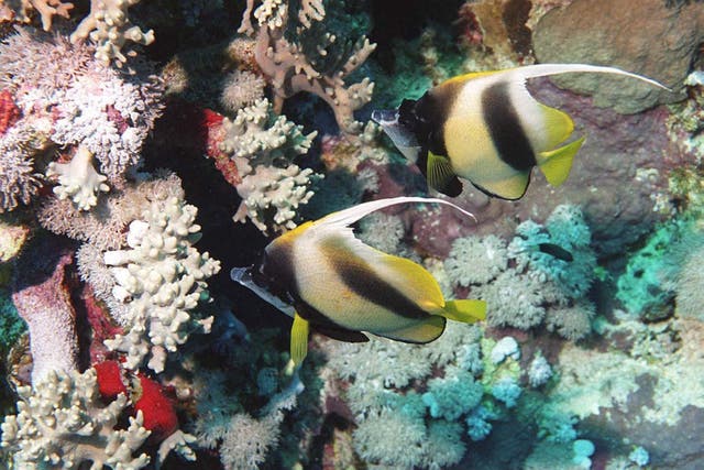 Researchers have discovered the world’s largest coral in the Solomon Islands (Archive/PA)