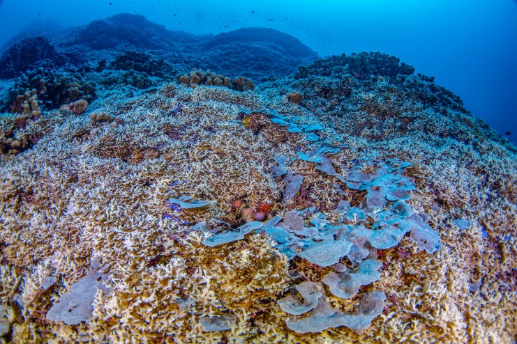 Coral discovered off Solomon Islands