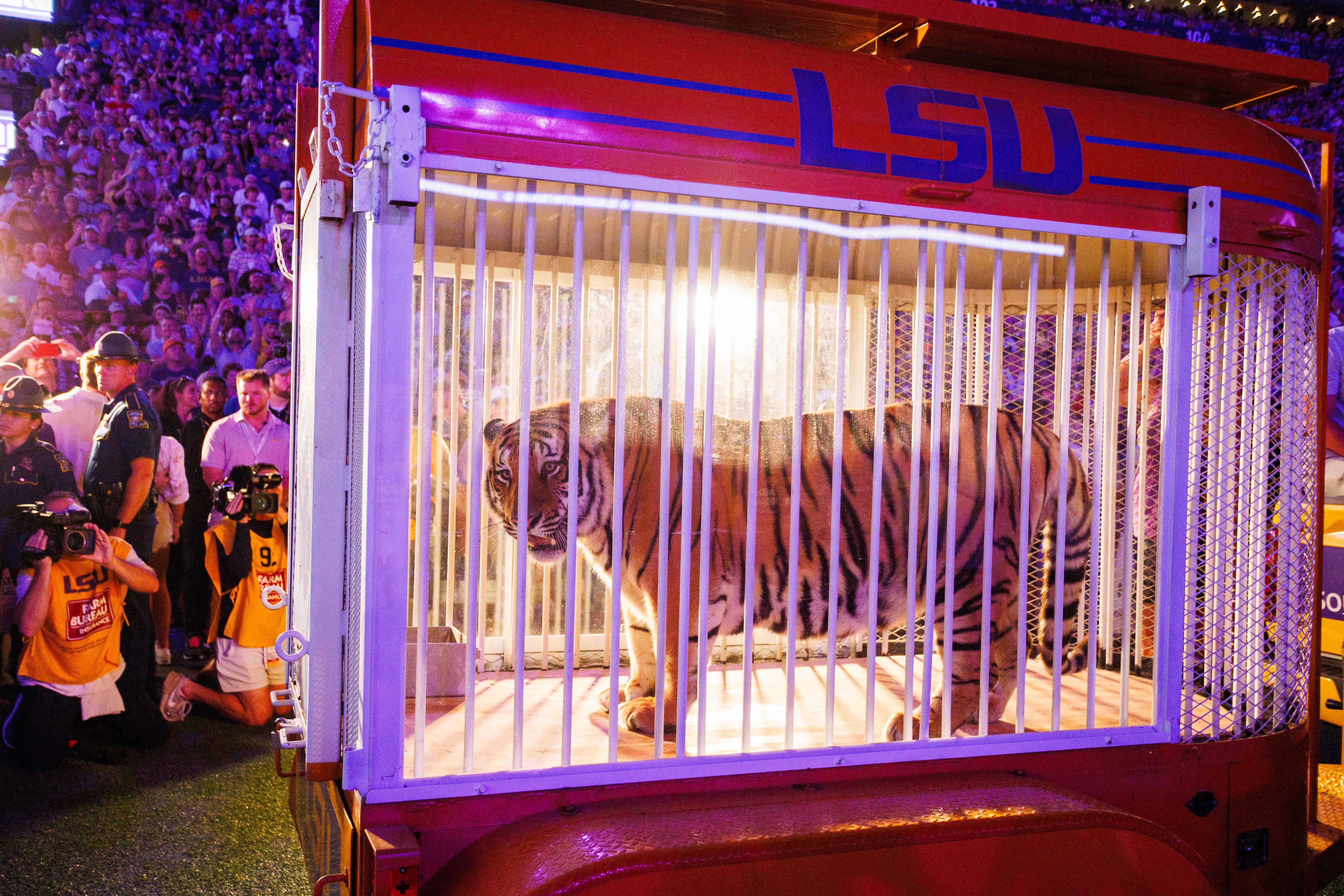 A caged Bengal tiger is wheeled into the stadium on Saturday