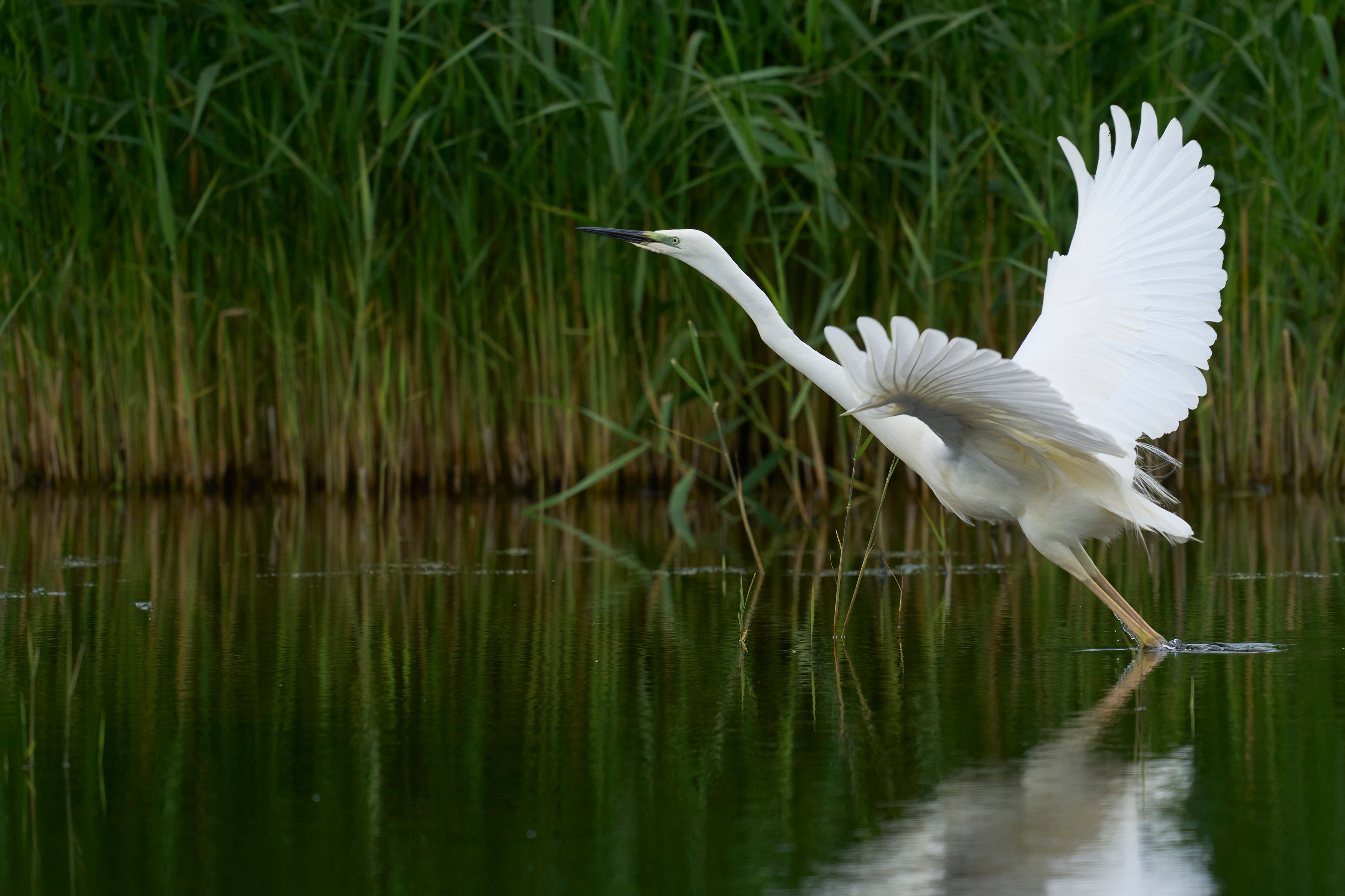 The Great Egret was allegedly attacked by a 36-year-old man said authorities in California