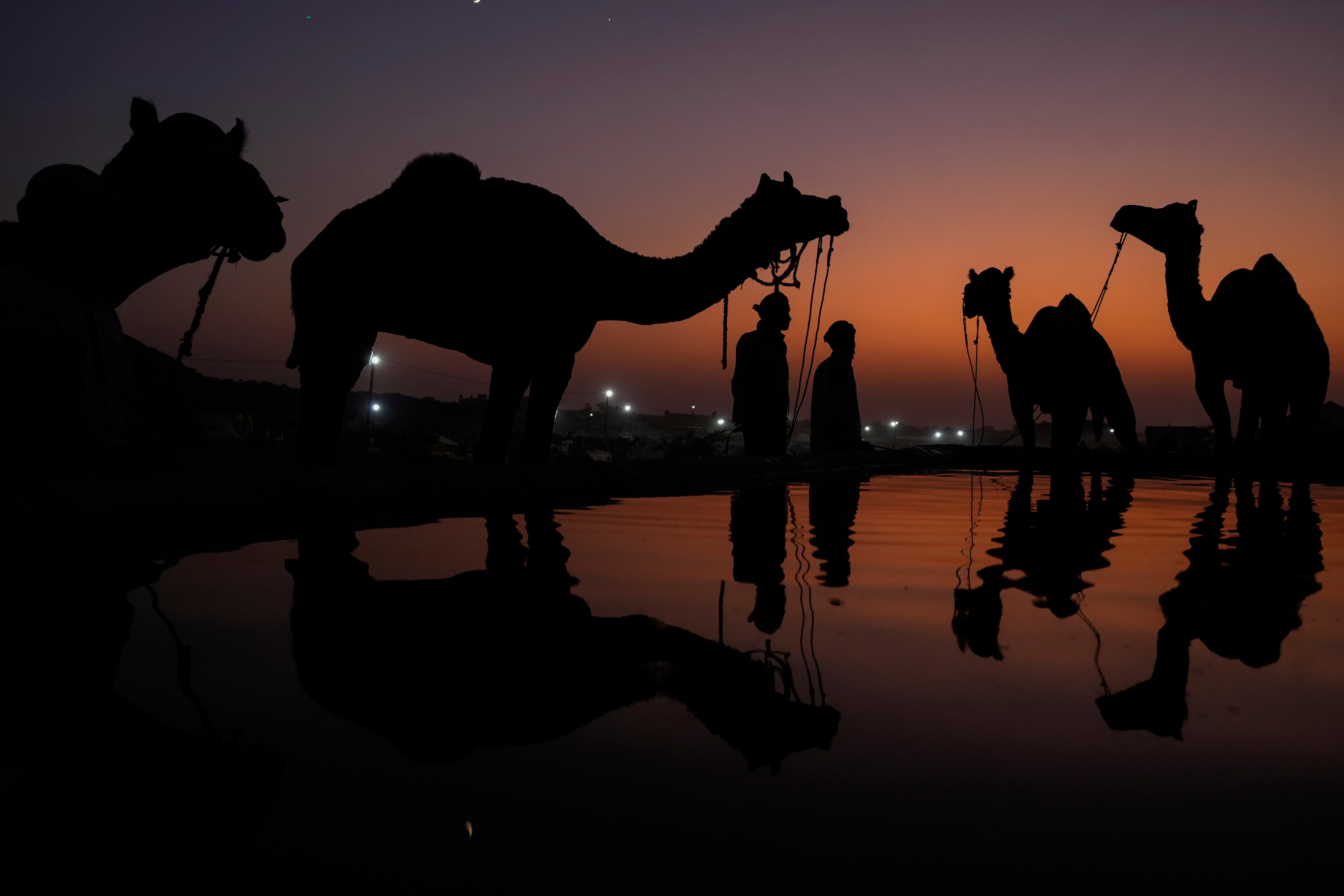 APTOPIX India Camel Fair Photo Gallery