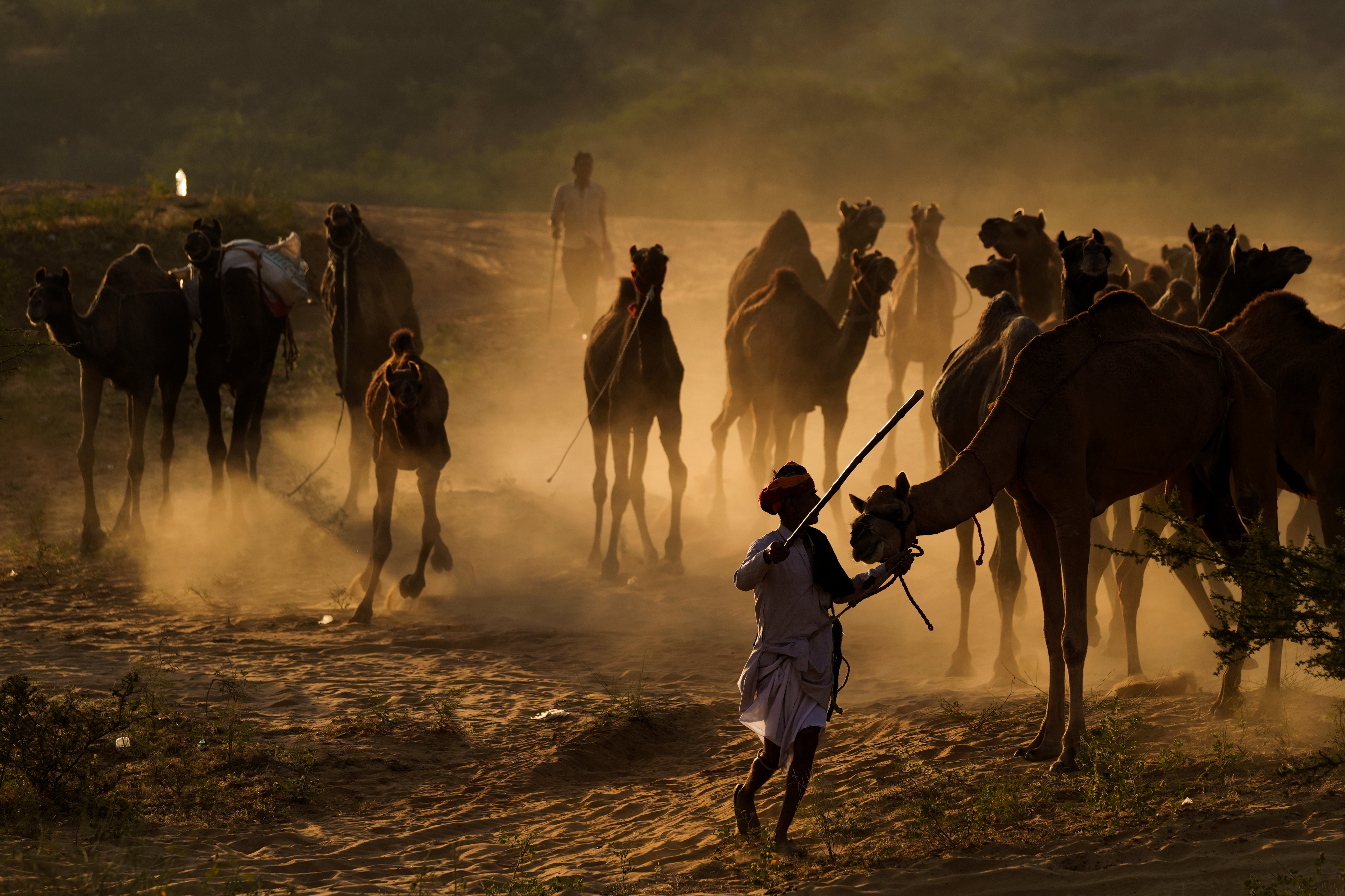 India Camel Fair Photo Gallery