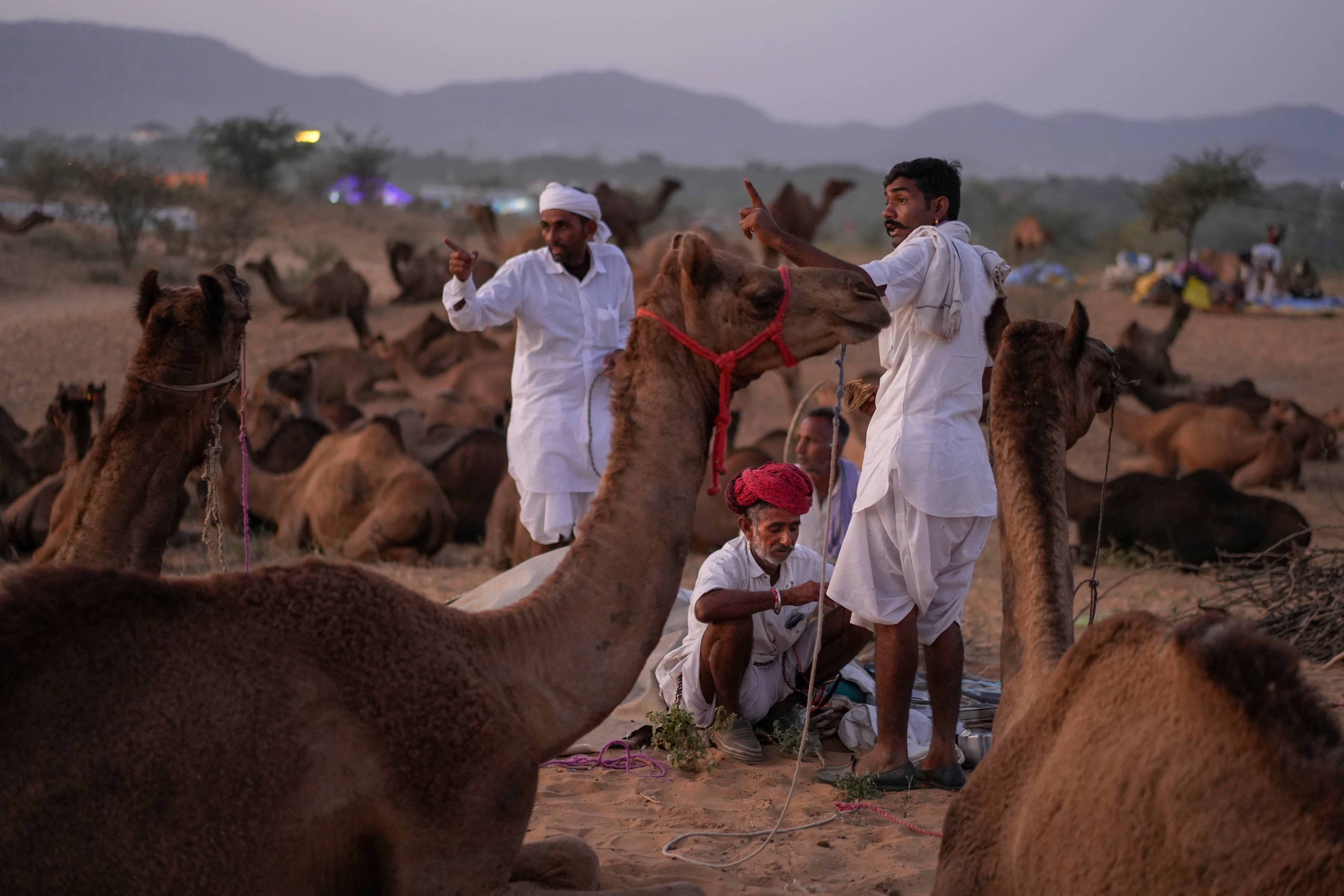 India Camel Fair Photo Gallery