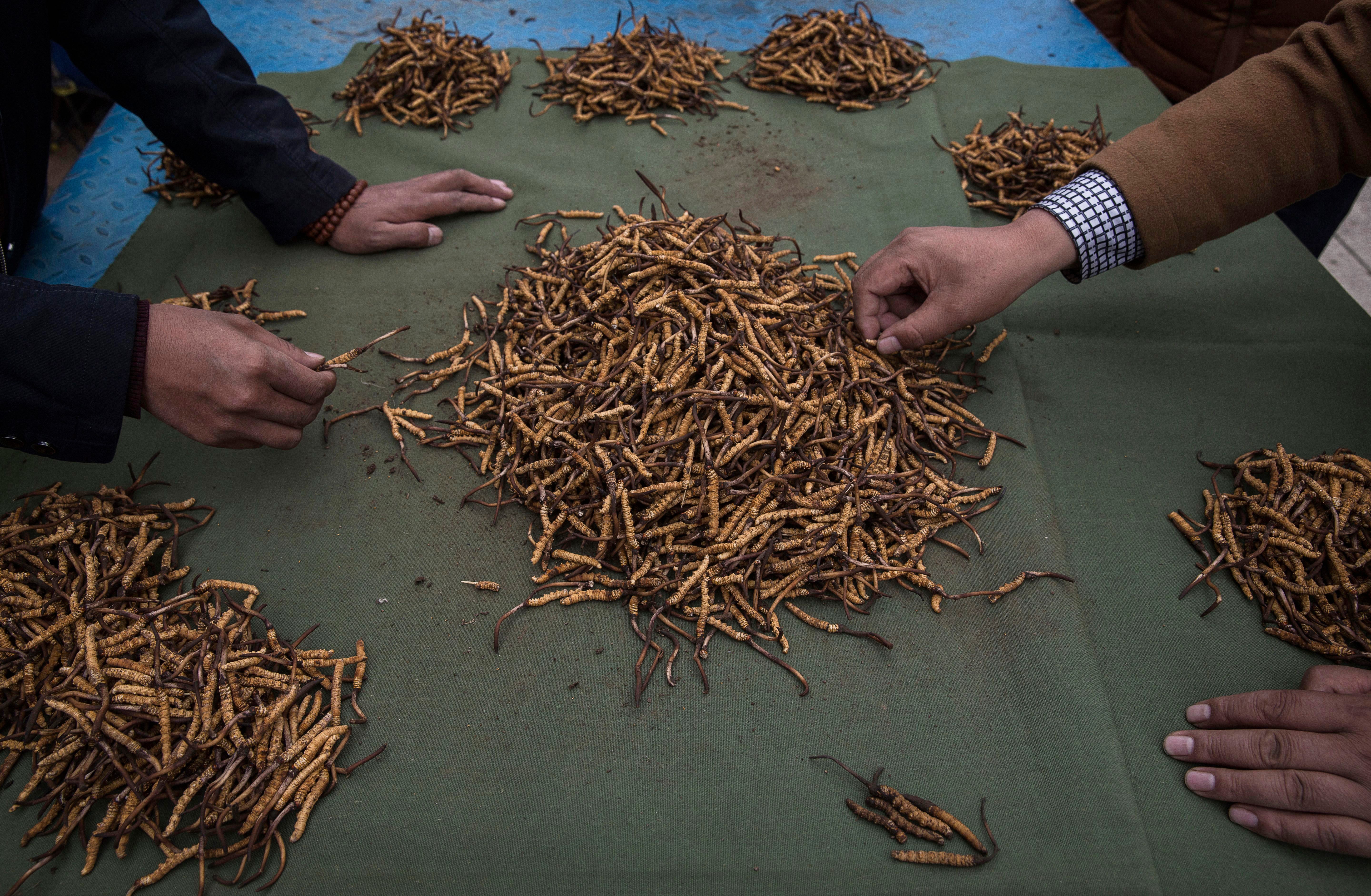 Tibetan nomads inspect cordyceps fungus for sale at a market in Yushu town of Qinghai province on 22 May 2016