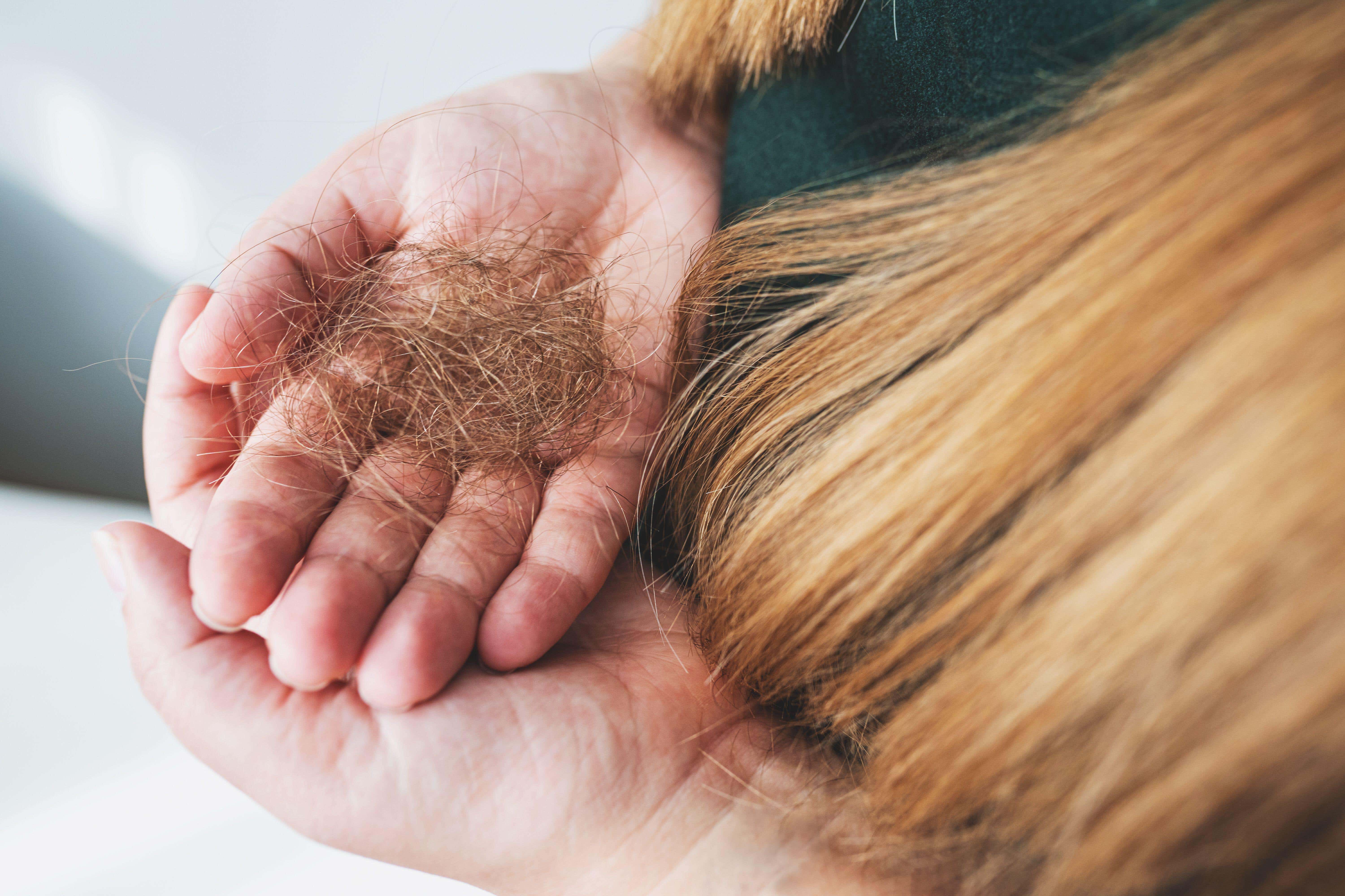 Here’s how to prevent excess shedding this season (Alamy/PA)