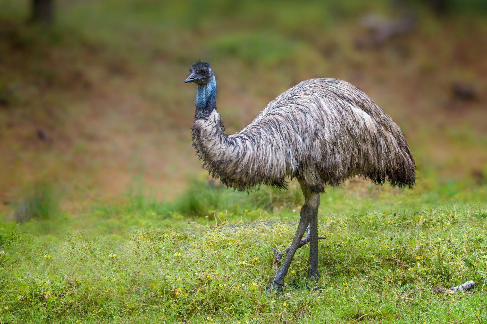 A man said his two emus were on the loose in Loris, South Carolina and needed to be tranquilized so that they can be returned home