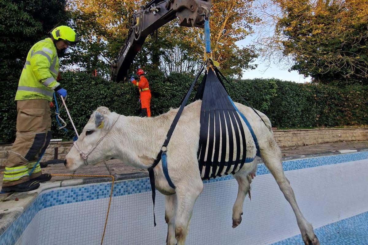 Firefighters lifted the pregnant heifer to safety using a downer cow harness (Leicestershire Fire and Rescue Service/PA)