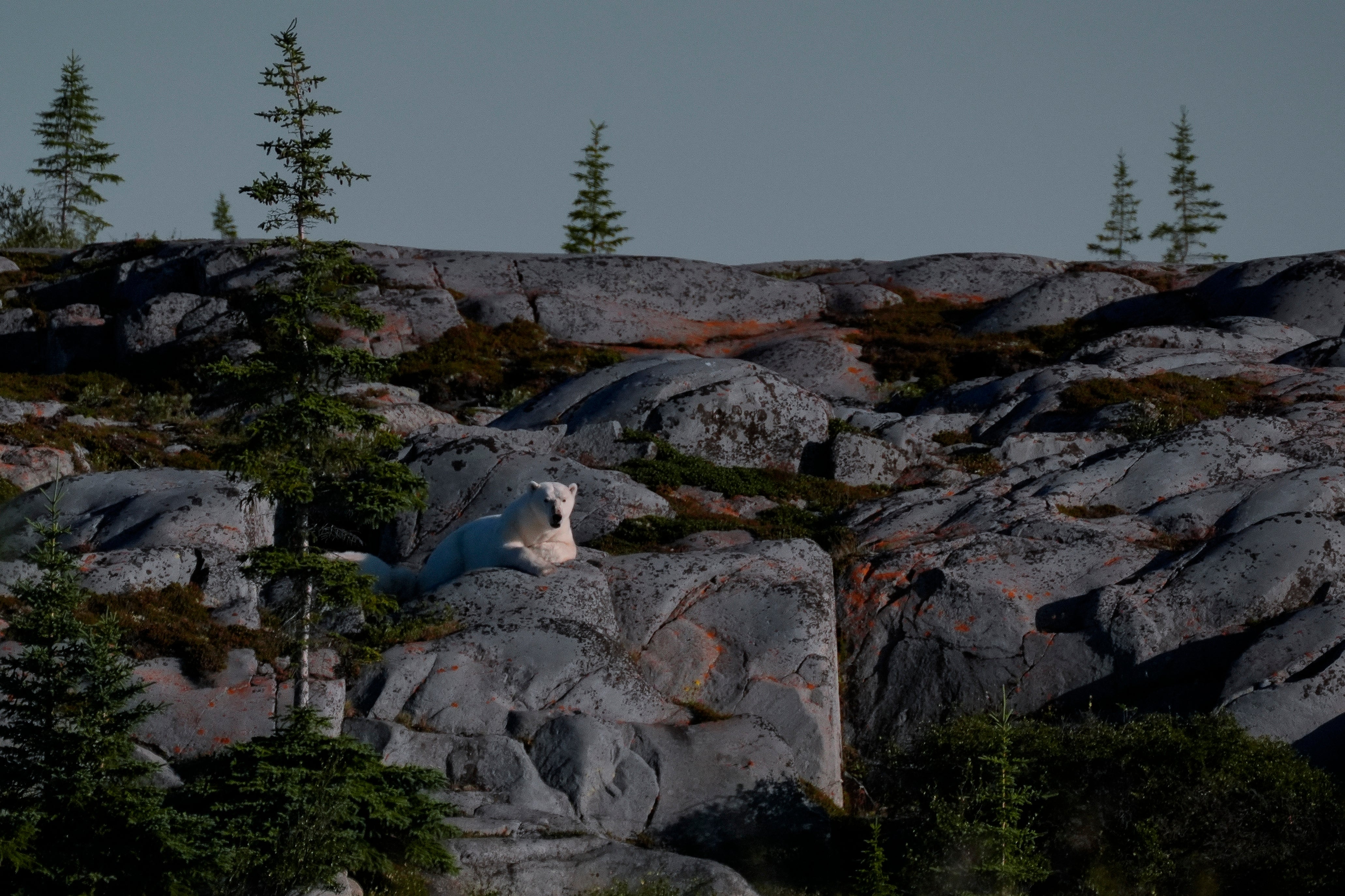 A female polar bear sits on rocks, Wednesday, Aug. 7, 2024, in Churchill, Manitoba