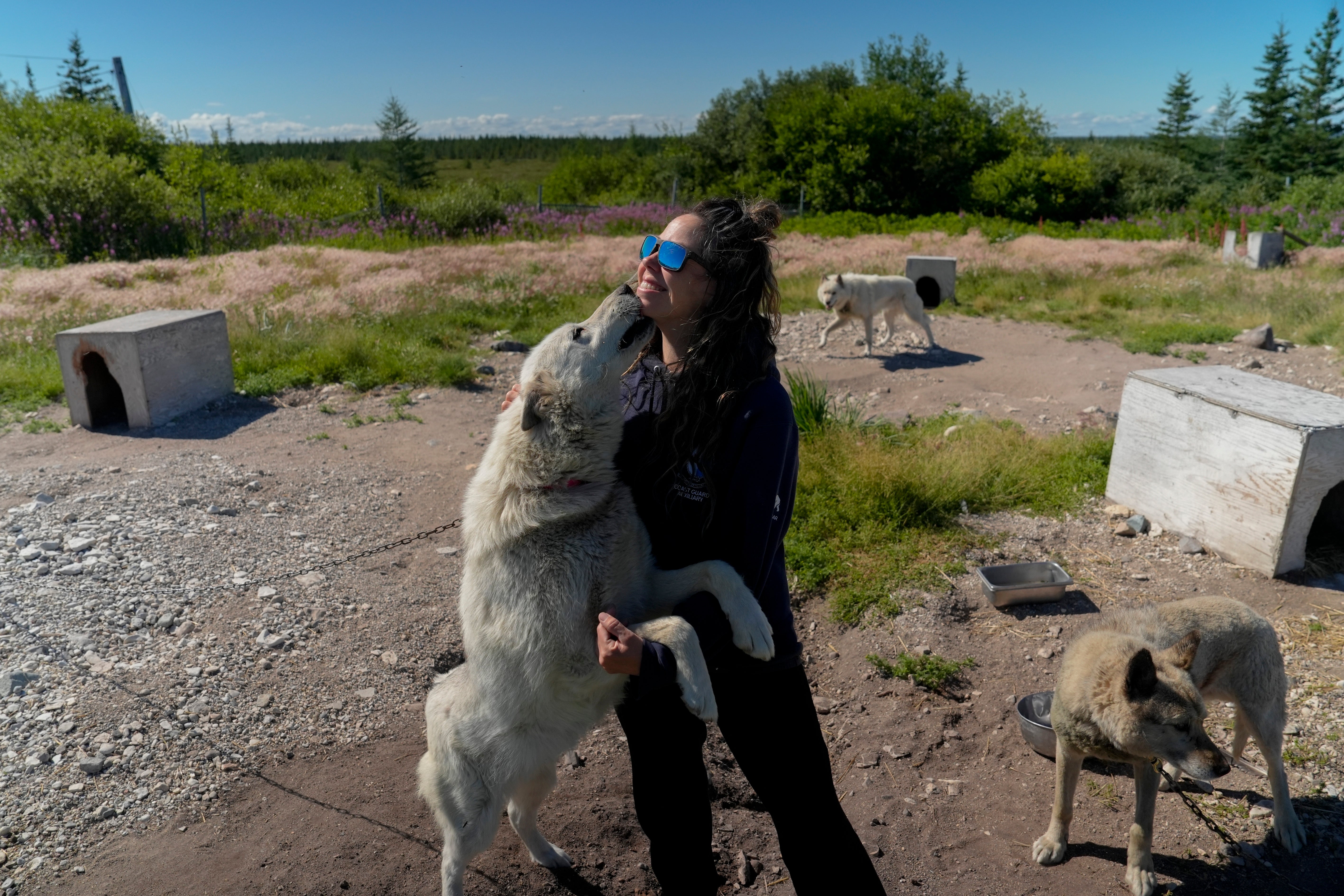 Erin Greene holds one of her rescued sled dogs, Thursday, Aug. 8, 2024, in Churchill