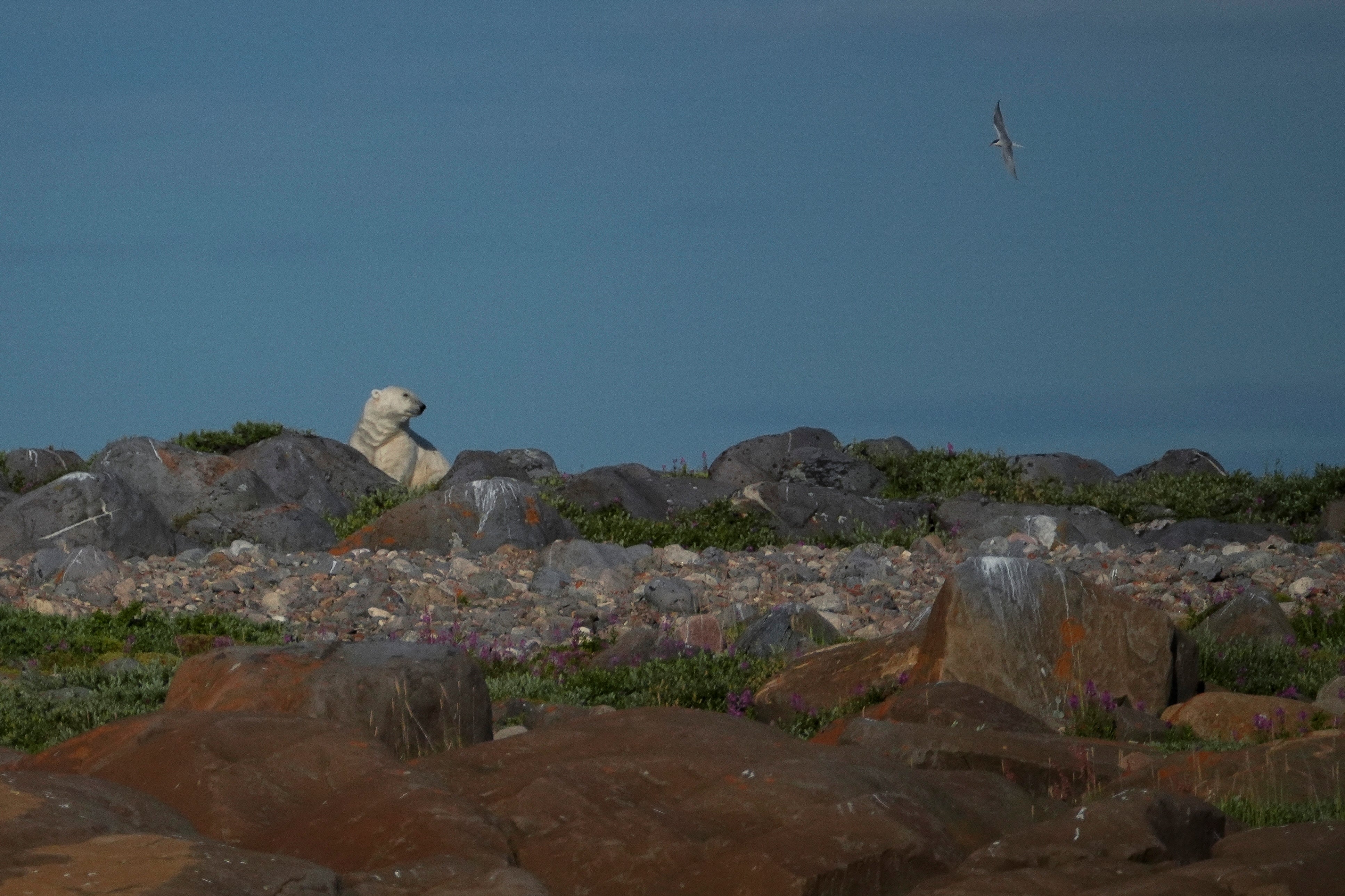 A polar bear stands near rocks, Tuesday, Aug. 6, 2024, in Churchill, Manitoba