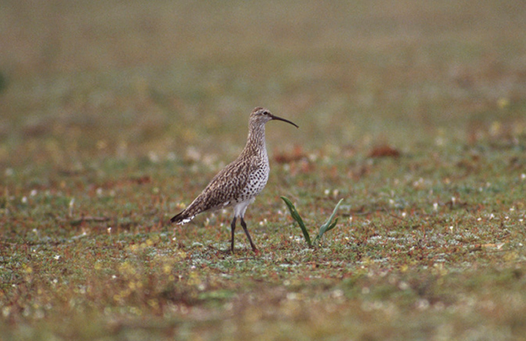 The slender-billed curlew is a migratory shorebird that bred in western Siberia and migrated to the Mediterranean in winter