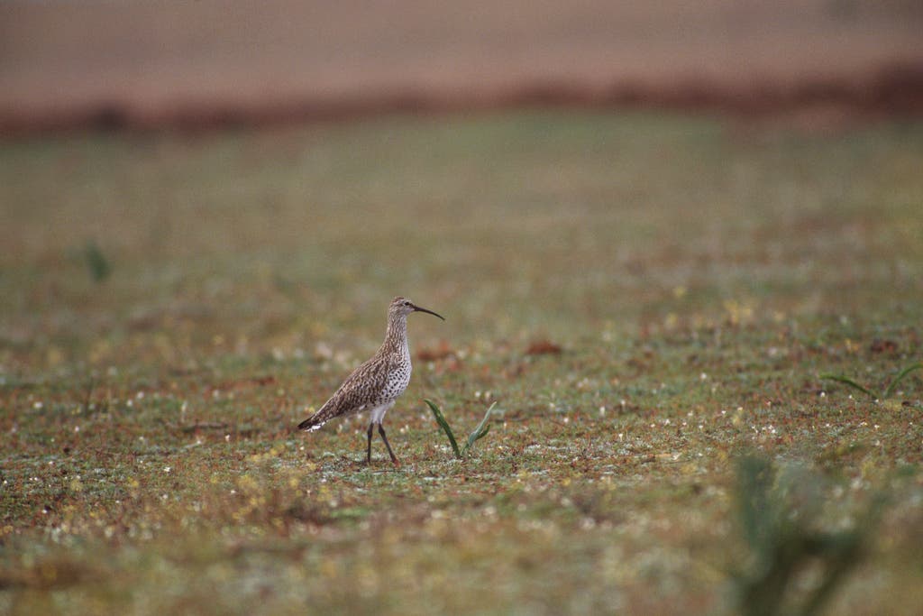 The slender-billed curlew in Merja Zerga, Morocco. The species is thought to be extinct. (Chris Gomersall/RSPB)