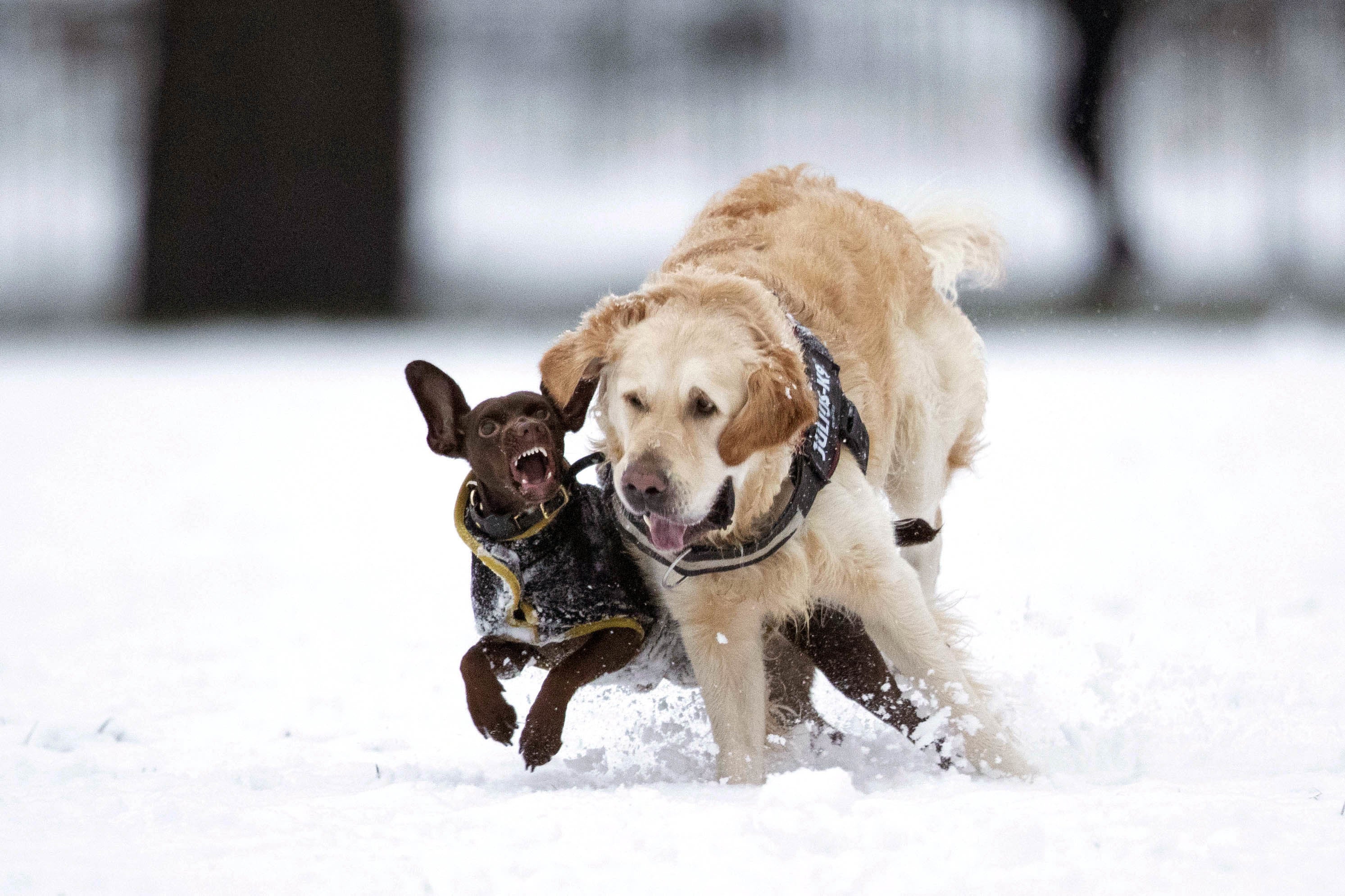 Up to 20cm of snow could hit the UK over the next few days. File photo.