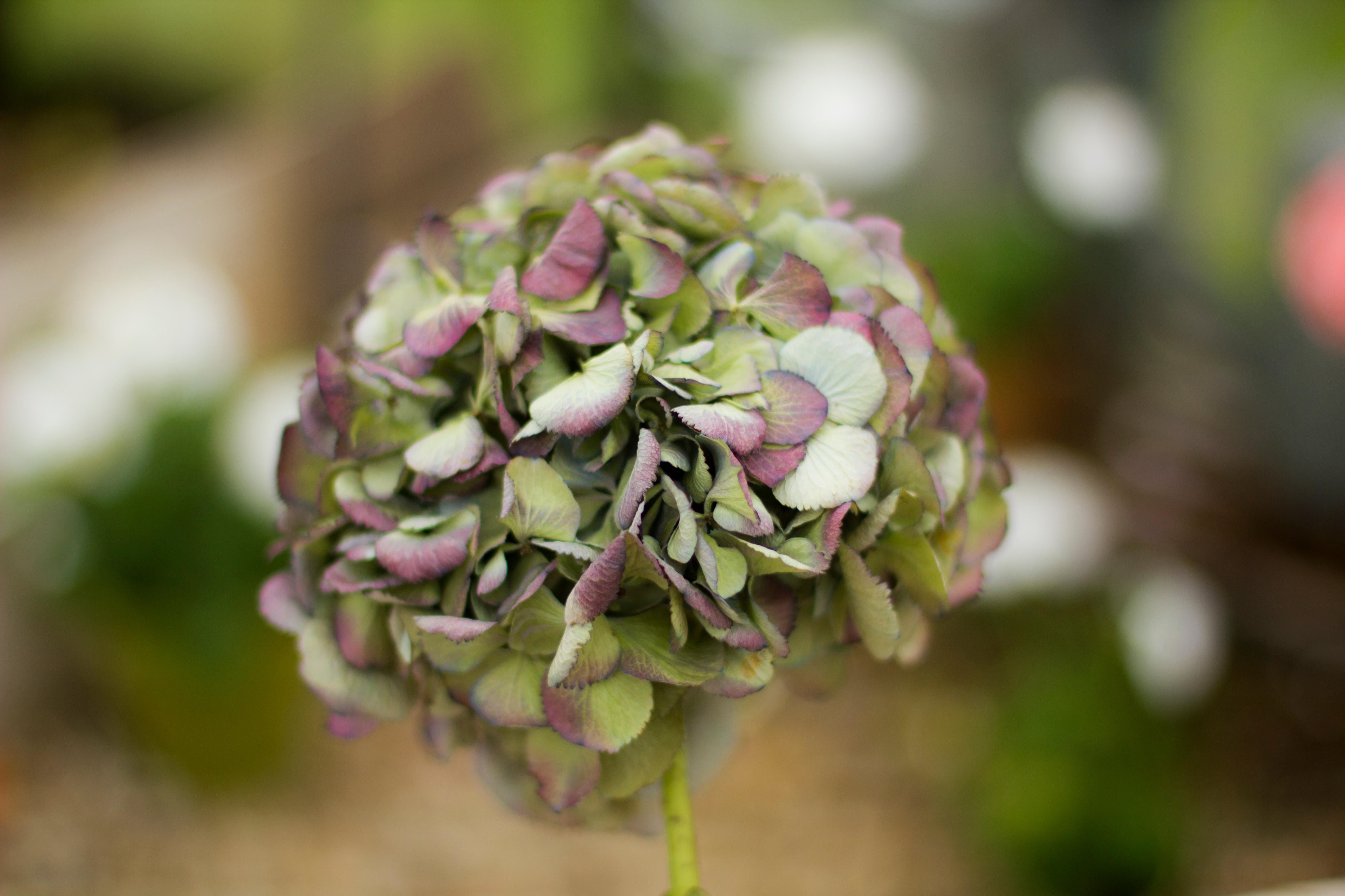 Hydrangeas adopt a conservative strategy when it comes to drought