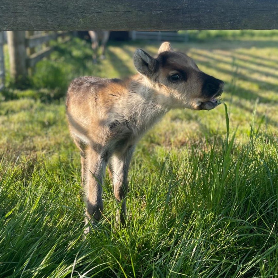 Asta the baby reindeer (Walby Farm/PA)