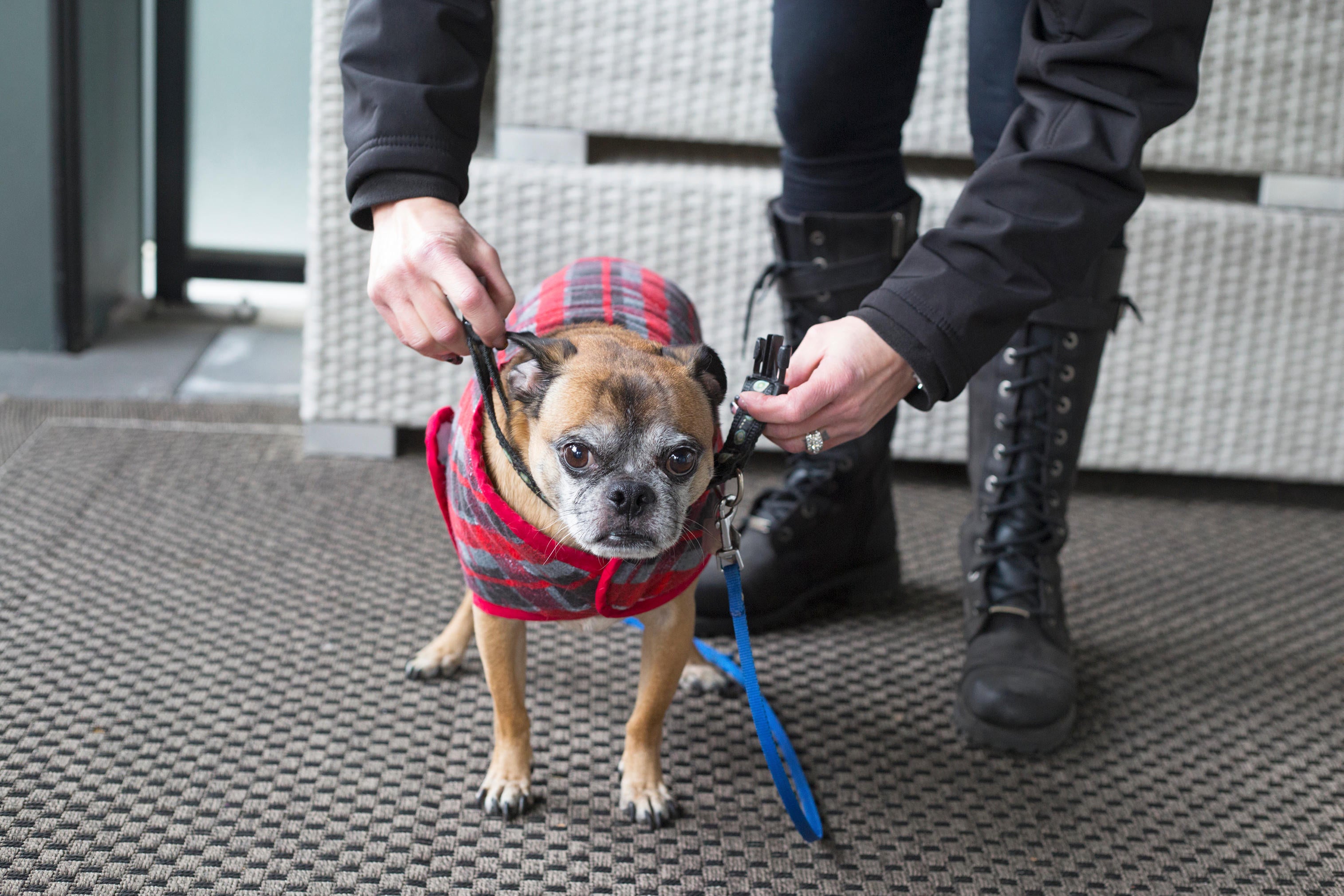 Woman putting collar, leash and coat on her dog to get ready to go out for a walk in cold weather (Alamy/PA)