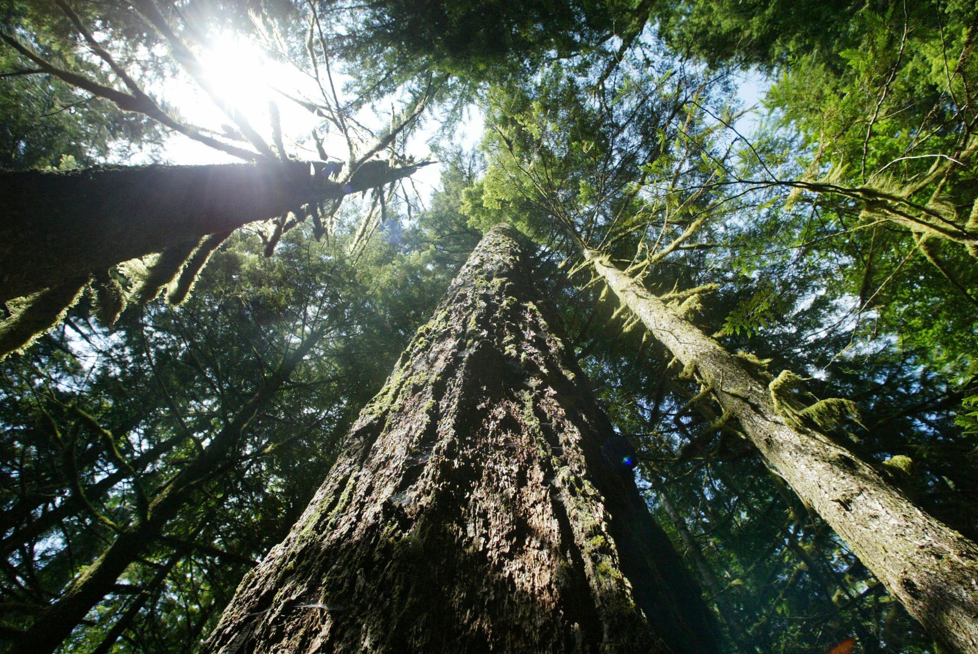 Old-growth Douglas fir trees stand along the Salmon River Trail in Oregon. U.S. officials are planning increased logging on federal lands in the Pacific Northwest to help curtail wildfires