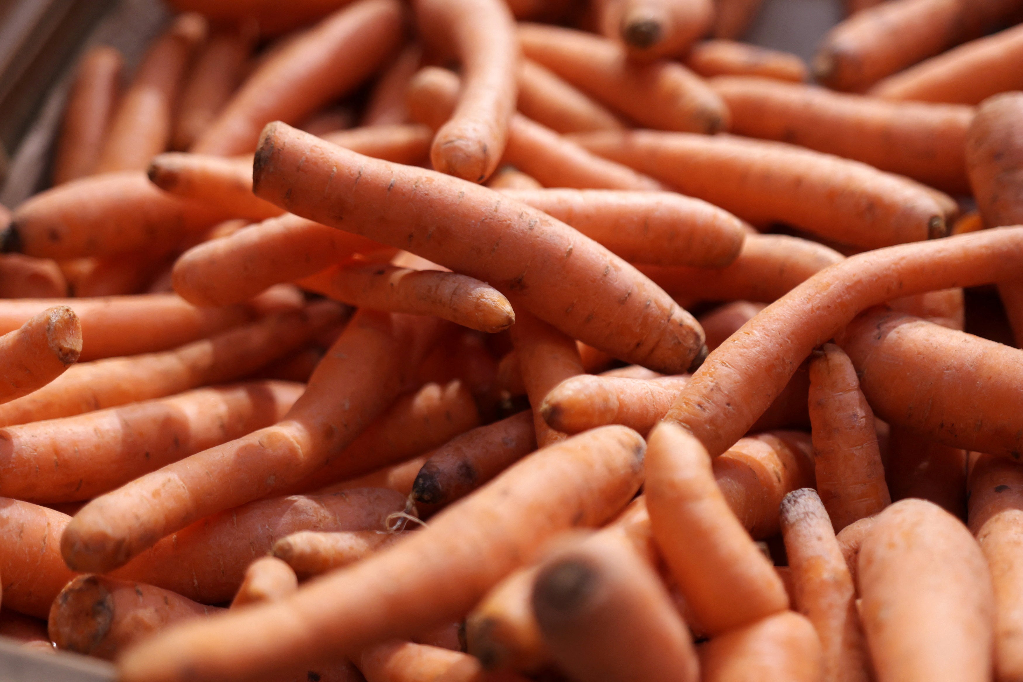 A new E. coli outbreak in 18 states has been linked to carrots