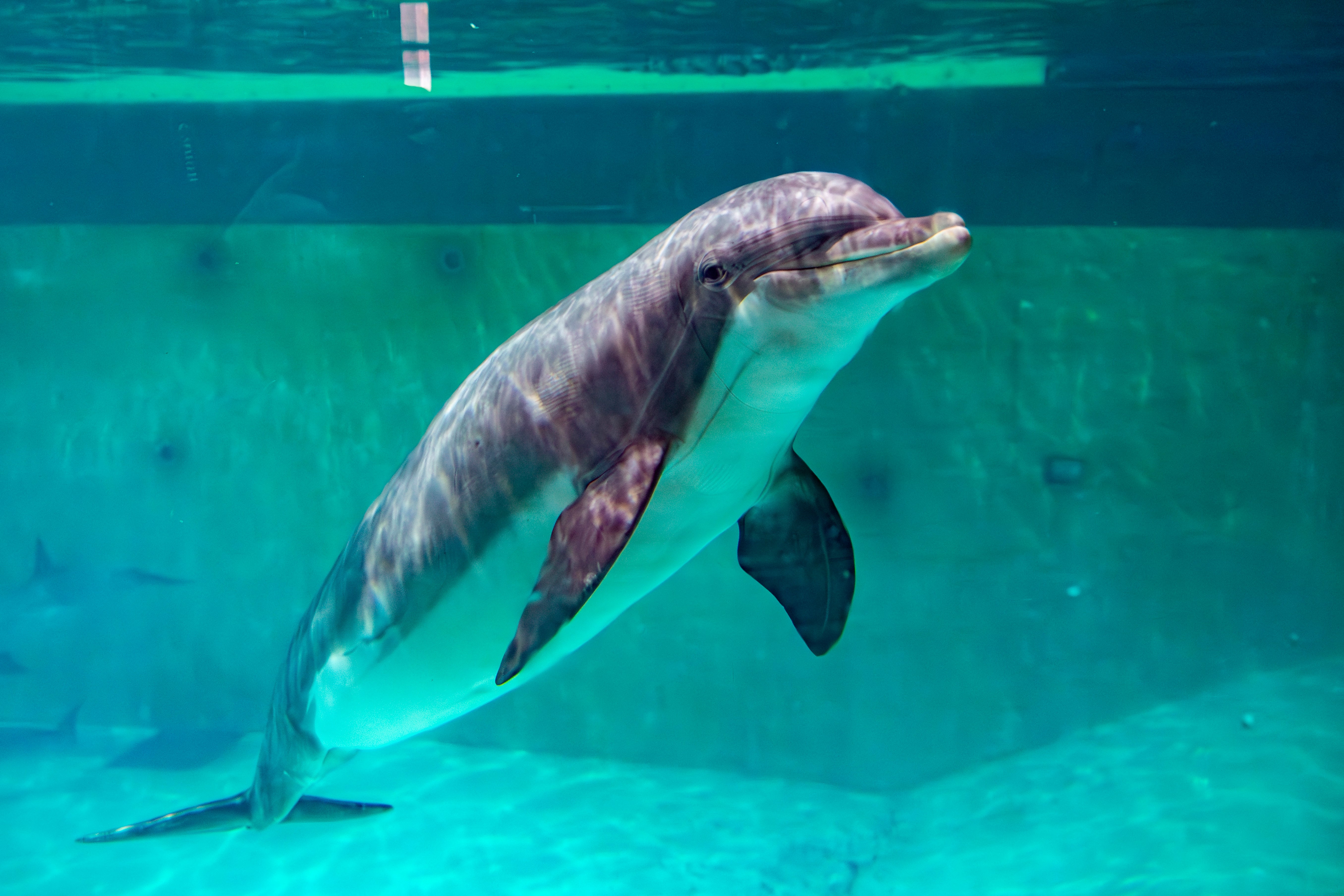 A bottlenose dolphin at Boudewijn Seapark in Brugge