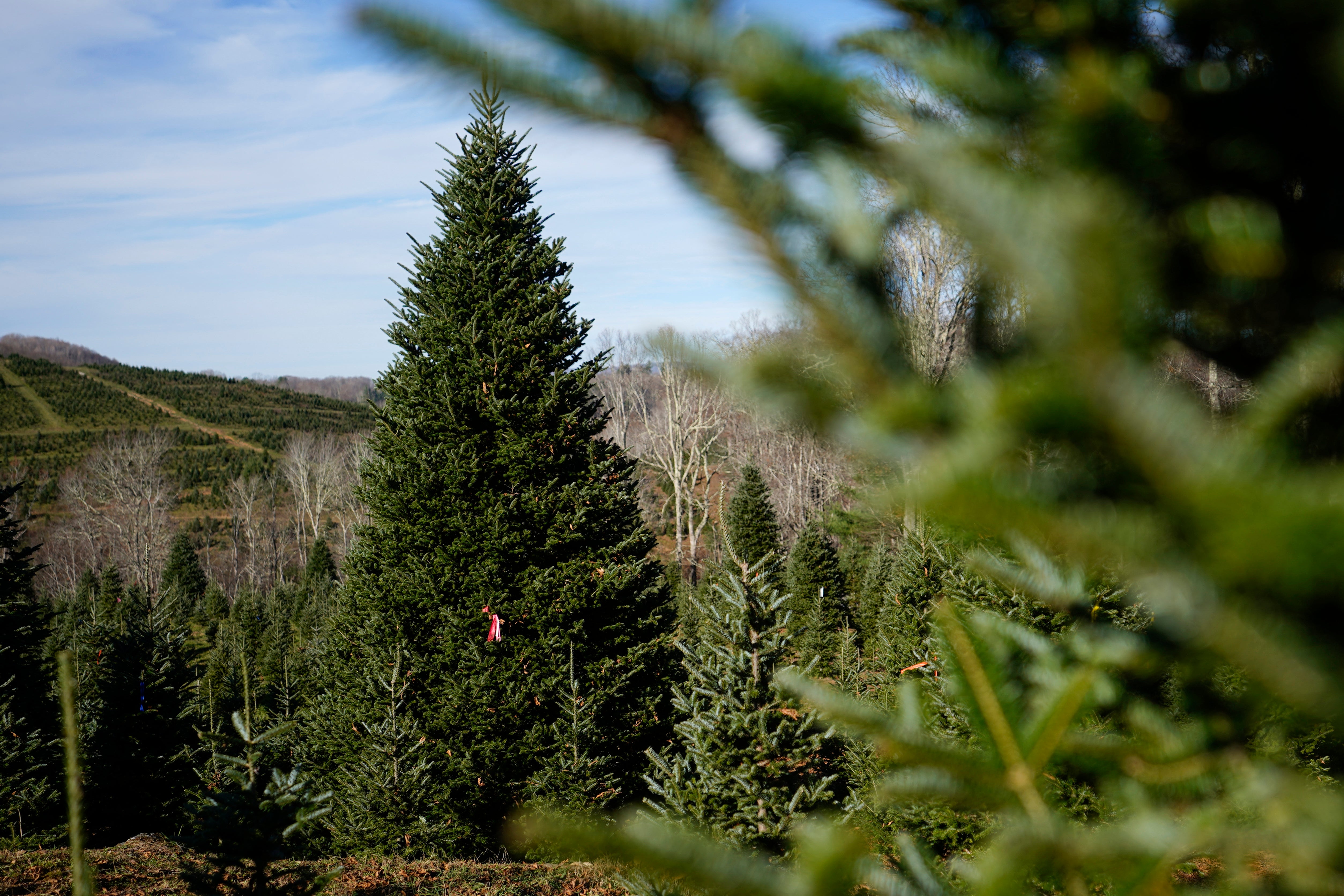 White House Christmas Tree