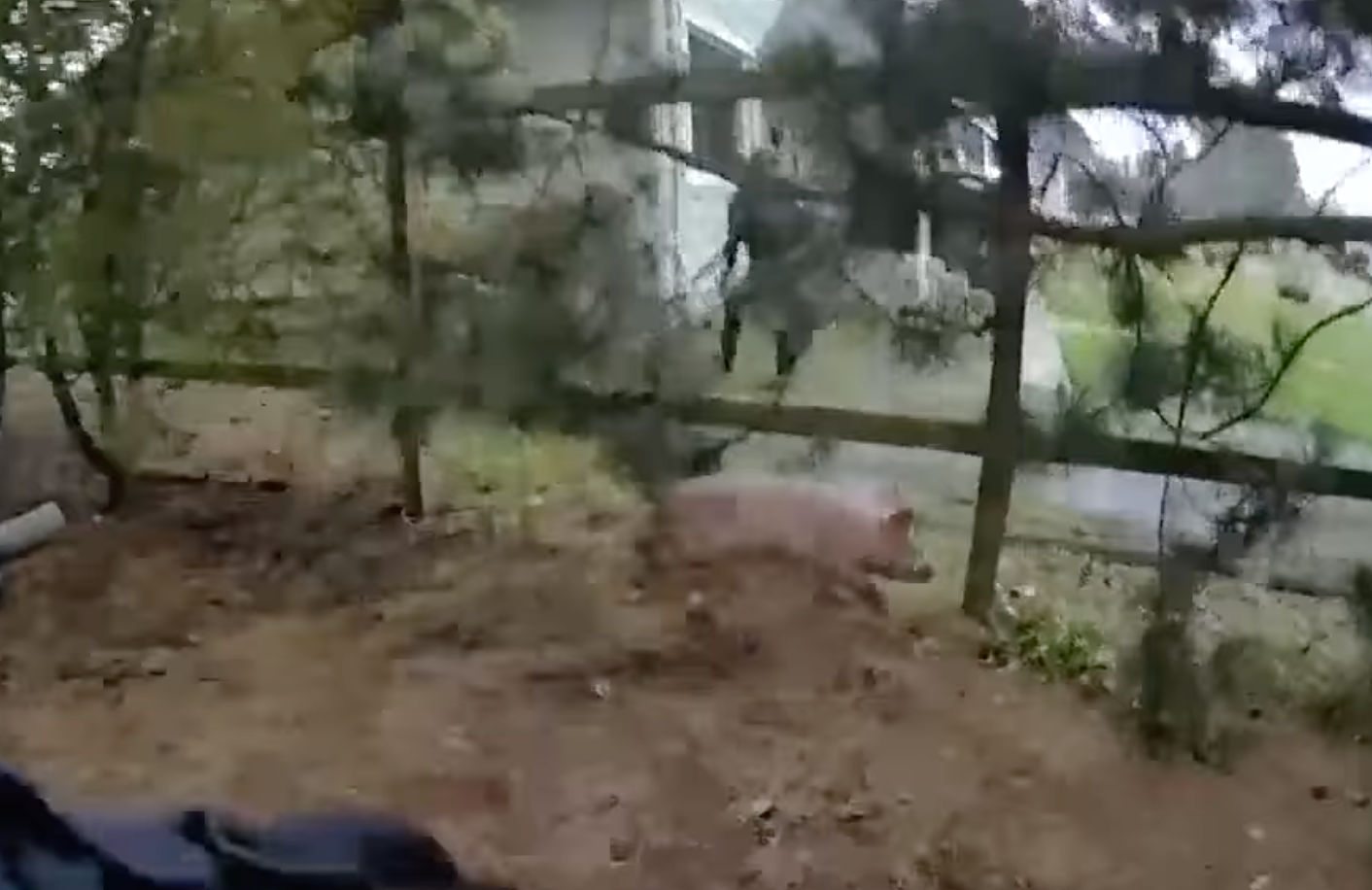 The pig is seen running wild through the neighborhood