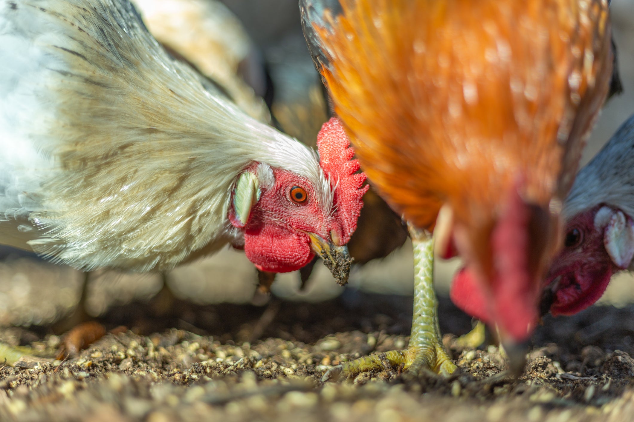 Two chickens are seen pecking at the dirt. Bird flu was confirmed in birds in Hawaii over the last week. The virus has infected more than 50 people across seven states