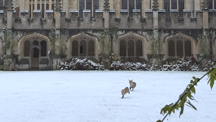 Foxes frolic in snow outside University of Oxford's historic Magdalen College