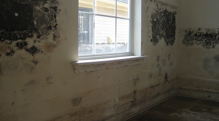 Exposure to black mold, also known as Stachybotrys chartarum , can be dangerous, leading to an immune system disorder, skin conditions and respiratory symptoms and infections