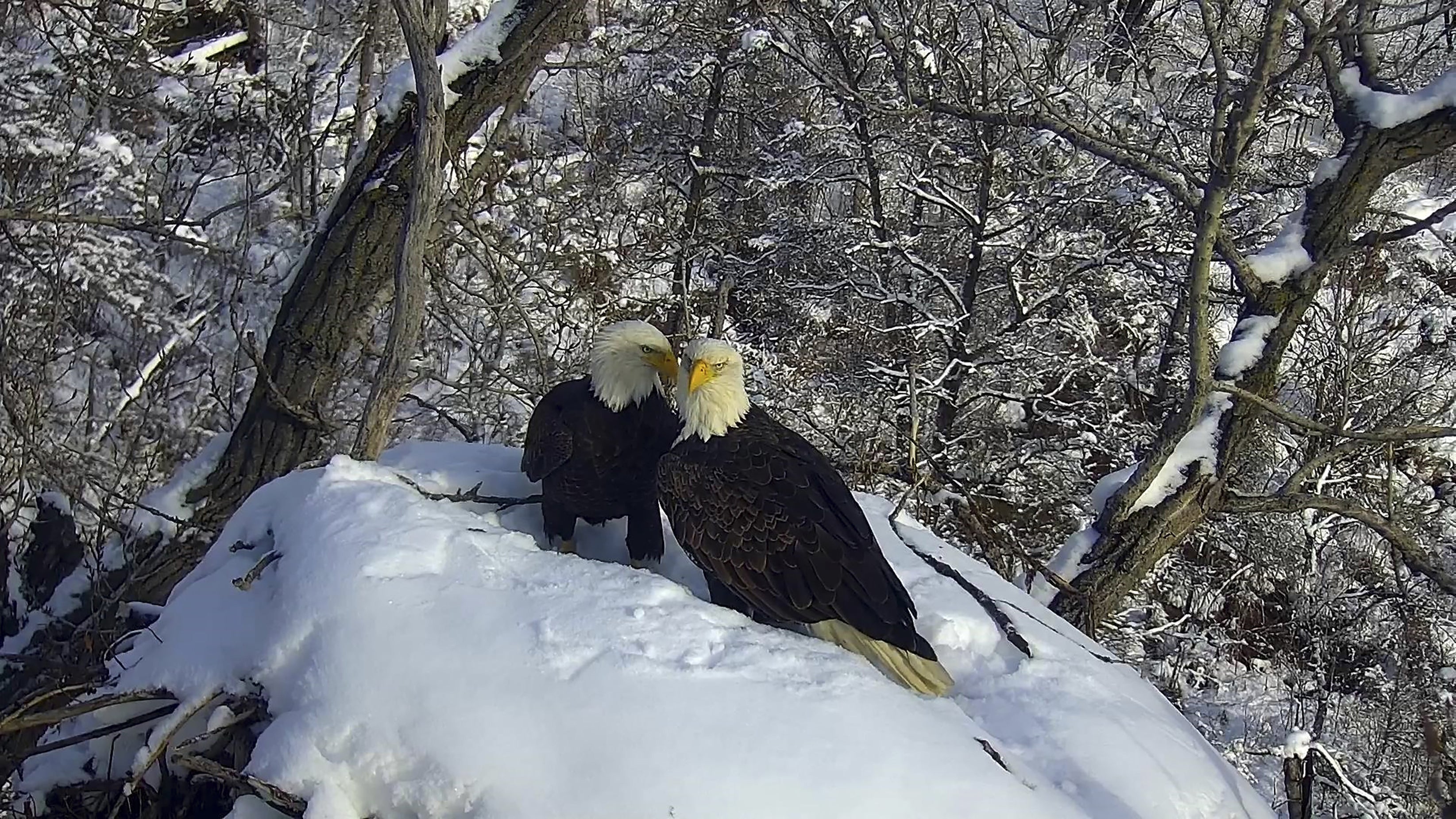 New Eagle Cam