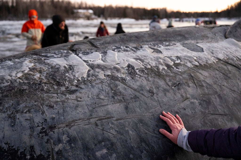 A visitor touches the skin of a fin whale carcass on the coastal mudflats near Anchorage, Alaska, Monday, Nov. 18, 2024. (Marc Lester/Anchorage Daily News via AP)