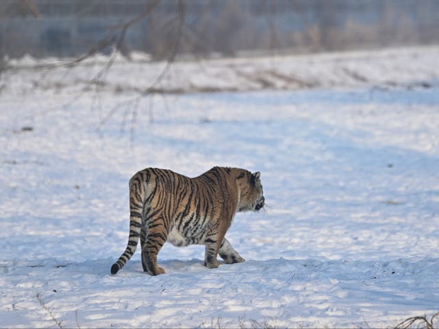 <p>File. A Siberian tiger is seen at the Siberian Tiger Park in Harbin, in China's northeastern Heilongjiang province, on 6 January 2023</p>