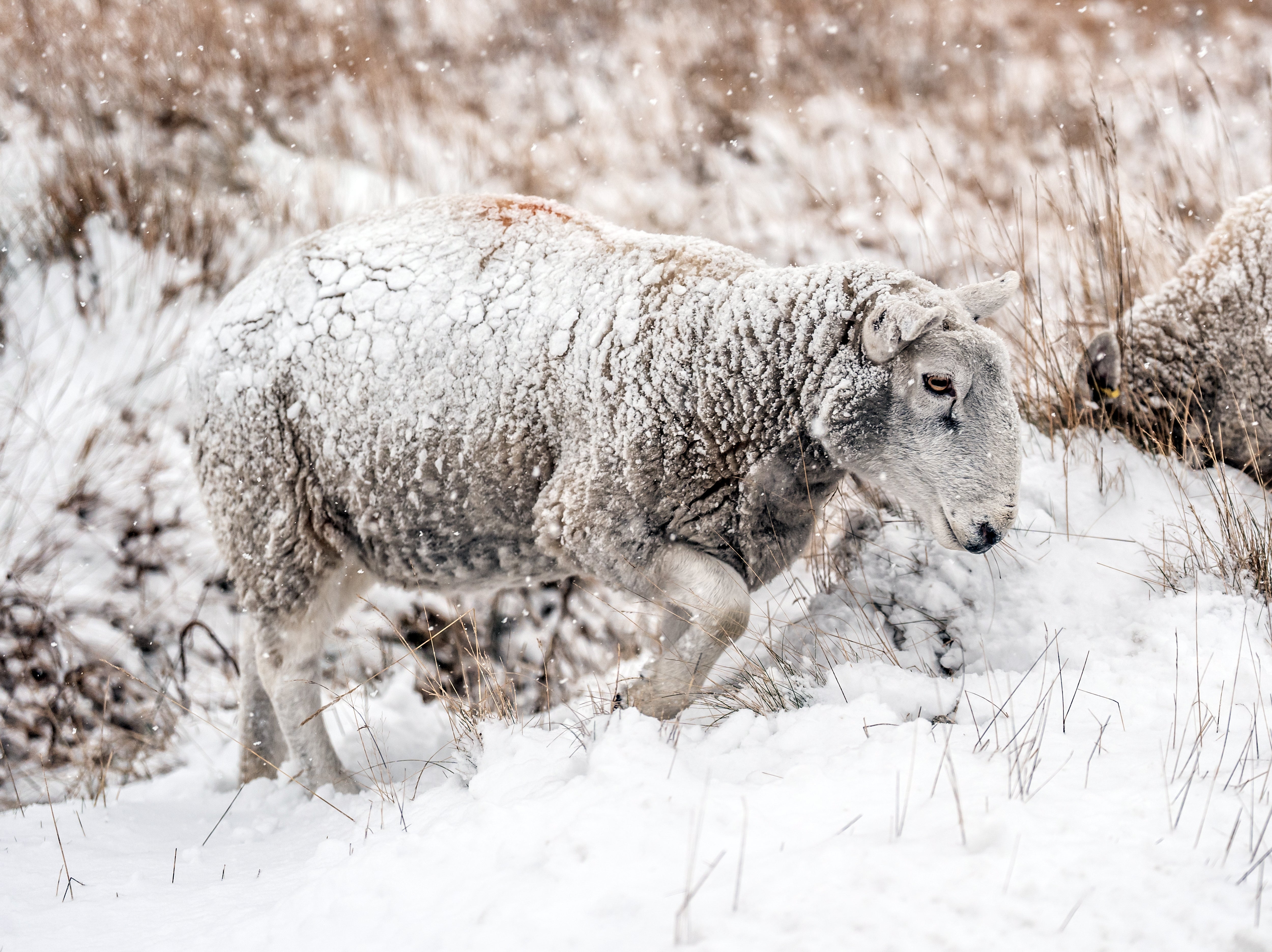 A sheep in the snow near Goathland in North Yorkshire (Danny Lawson/PA)