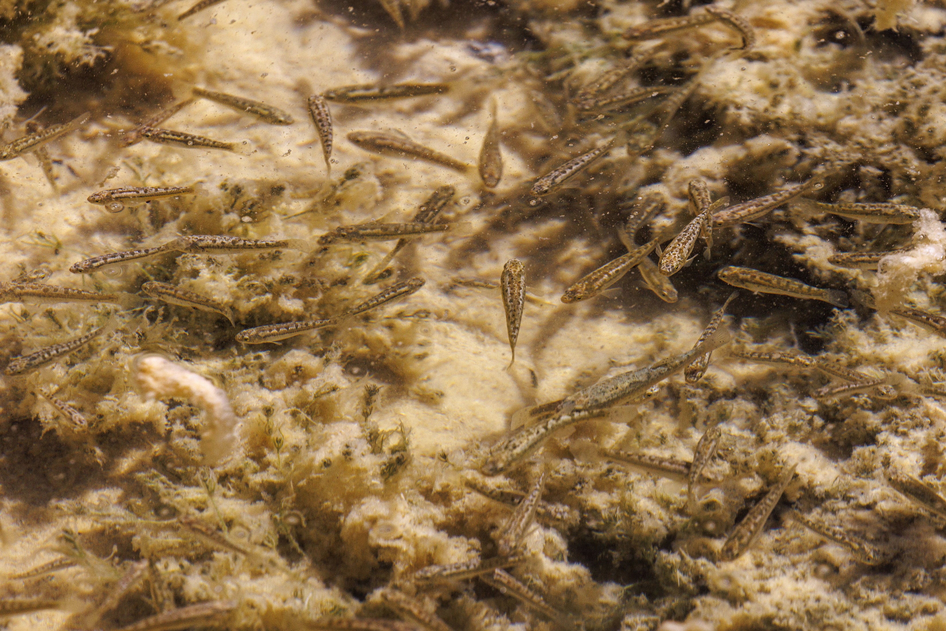 A school of fish of 'Karachi' or 'Orestias Ascotanensis', swims inside a water source on Ascotan salt flat