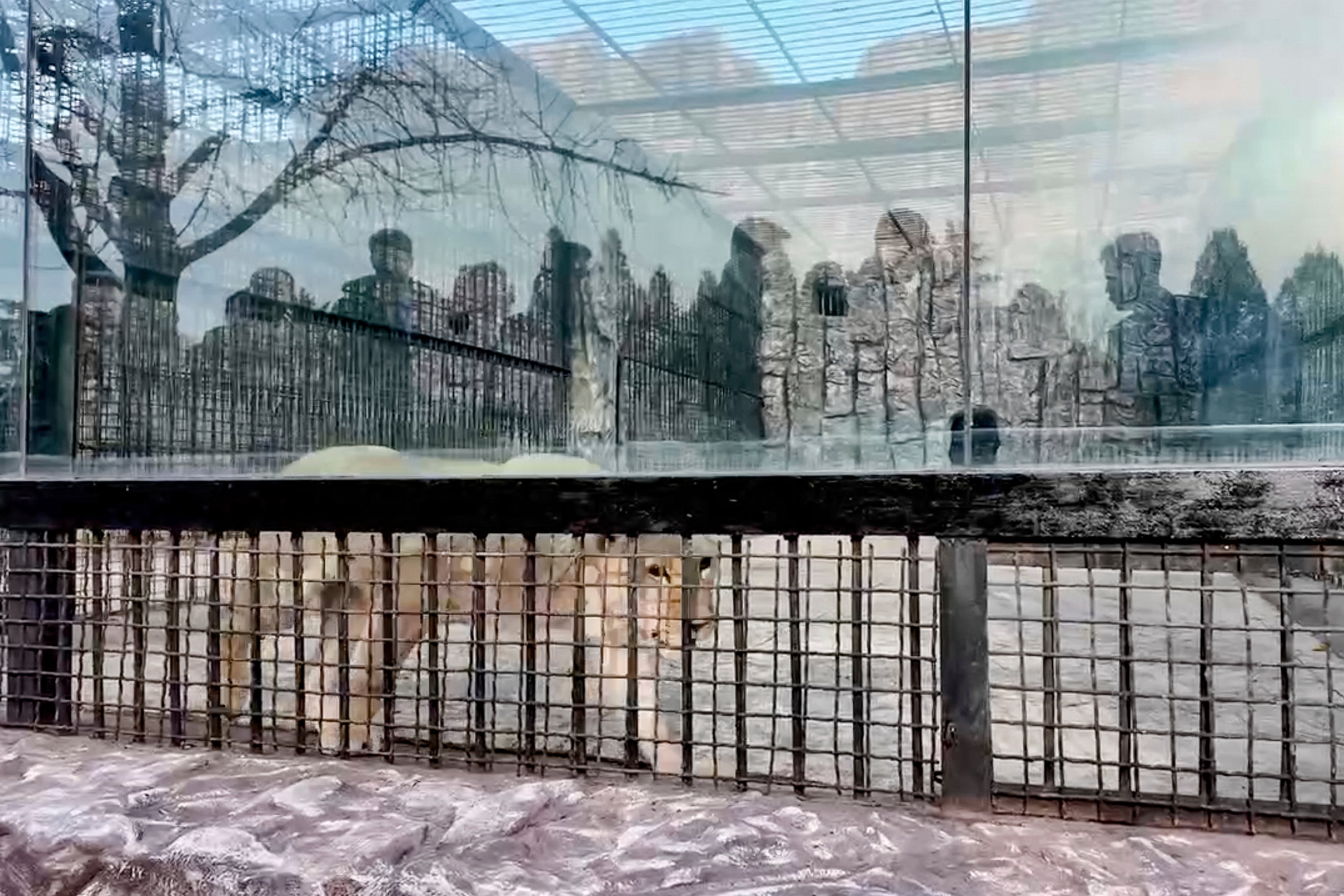 Visitors flock to see the new lion at Pyongyang Zoo