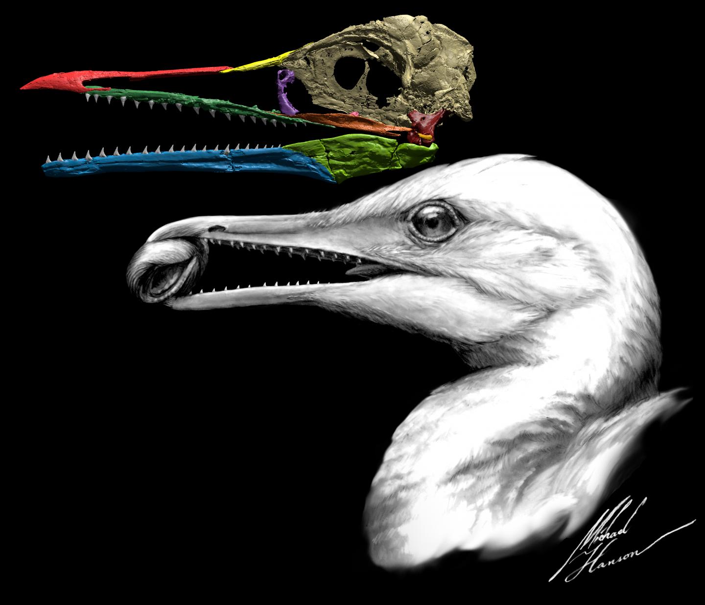 An illustration shows fossil reconstruction and the late Cretaceous period dinosaur Ichthyornis dispar . It lived nearly 100 million years ago in North America