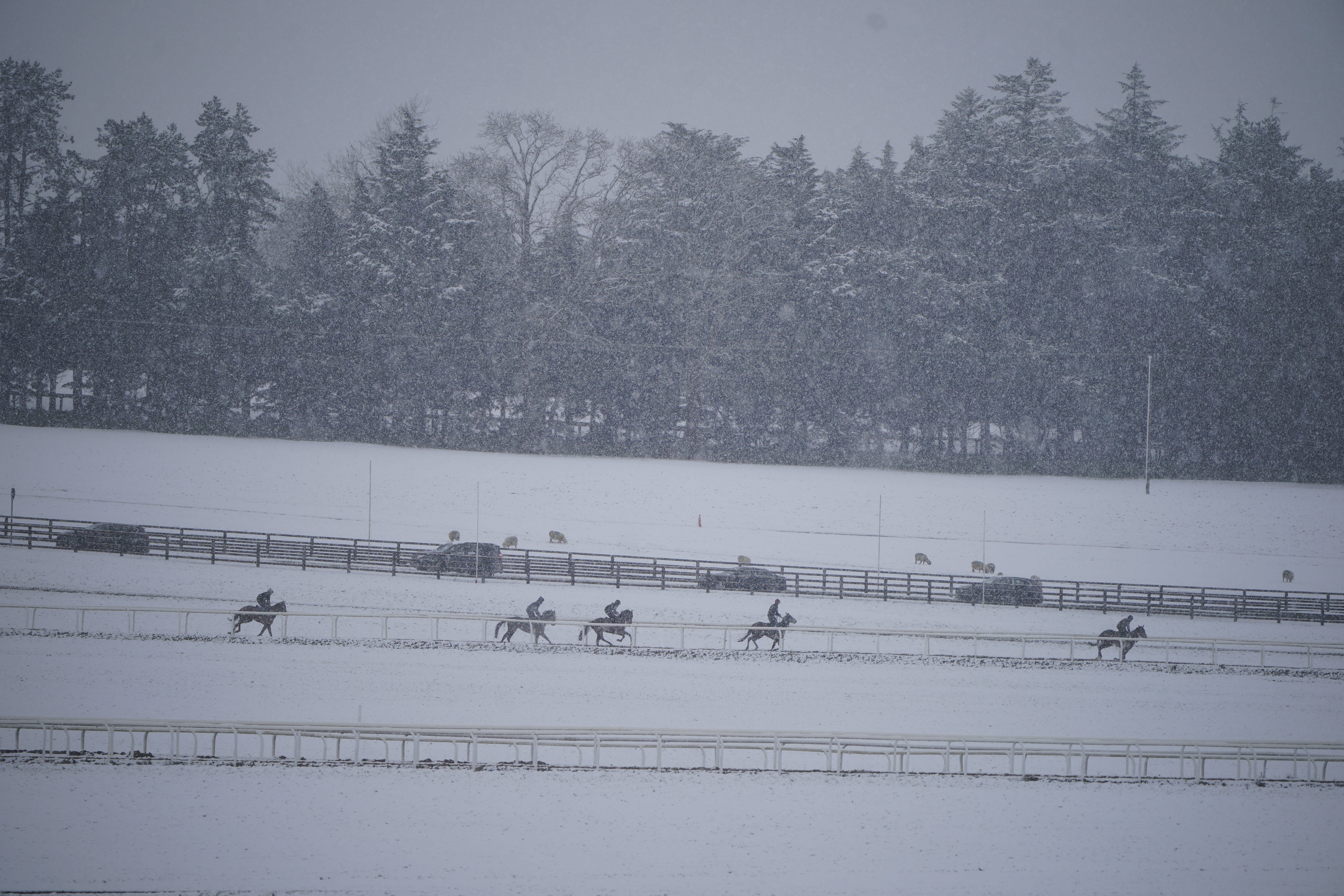 Horses on the gallops at the Curragh racecourse in Co Kildare (Niall Carson/PA)