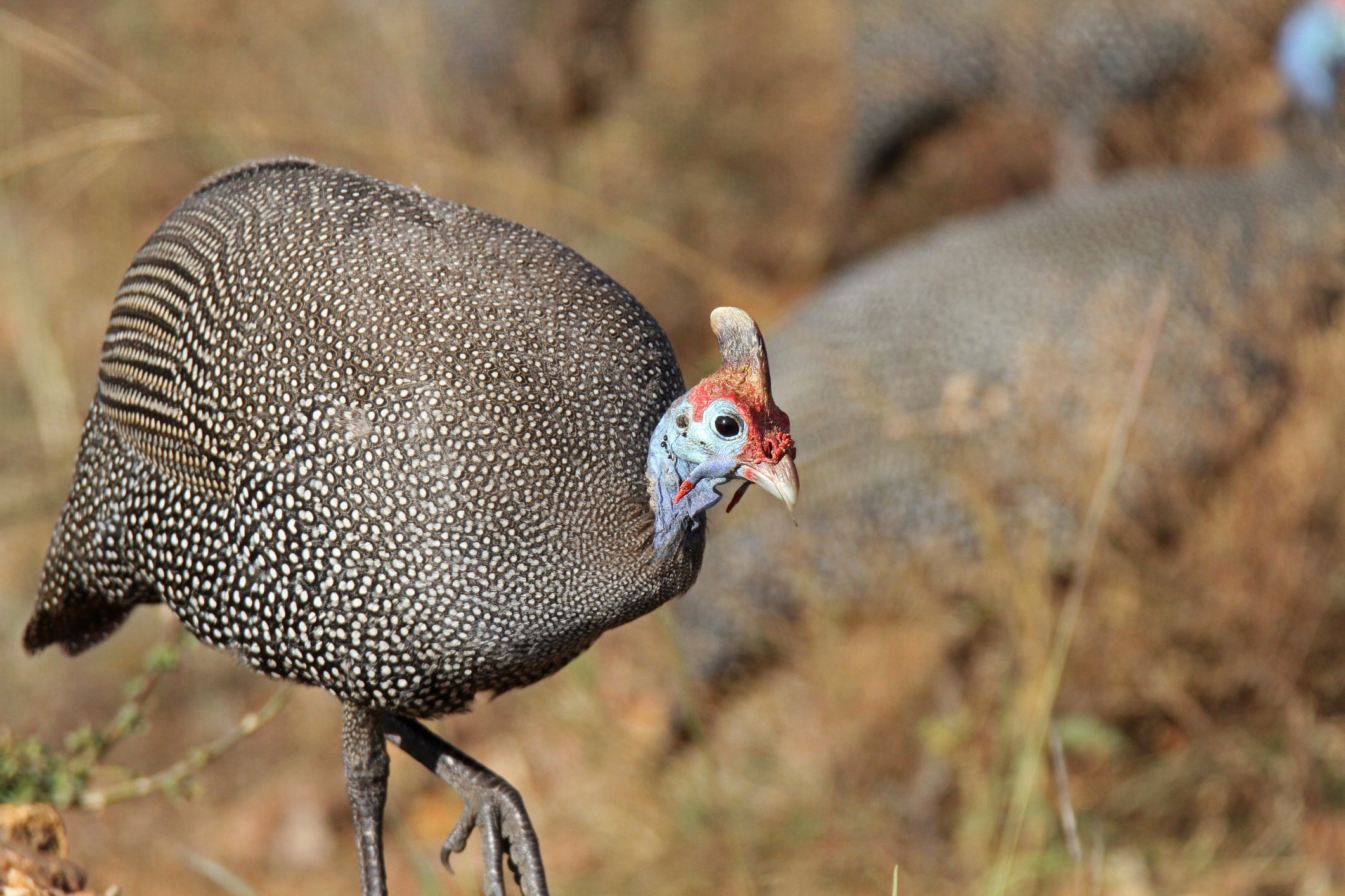 A helmeted guineafowl walks through the grass, picking up its legs. Scientists at Yale University and other institutions used x-ray footage of one of these birds to measure its knee-joint poses and compare its function to dinosaurs