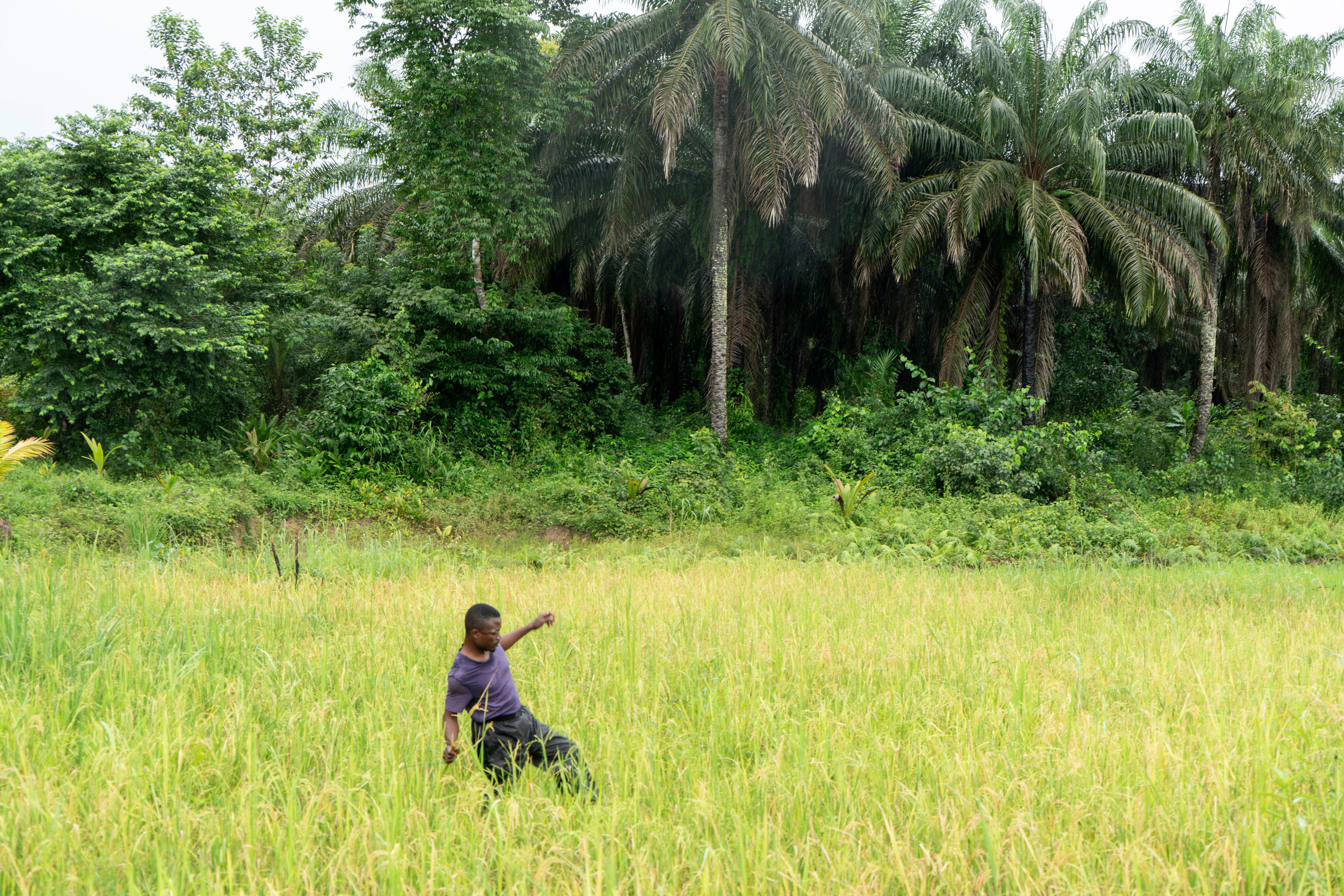 Sierra Leone Reviving Rice