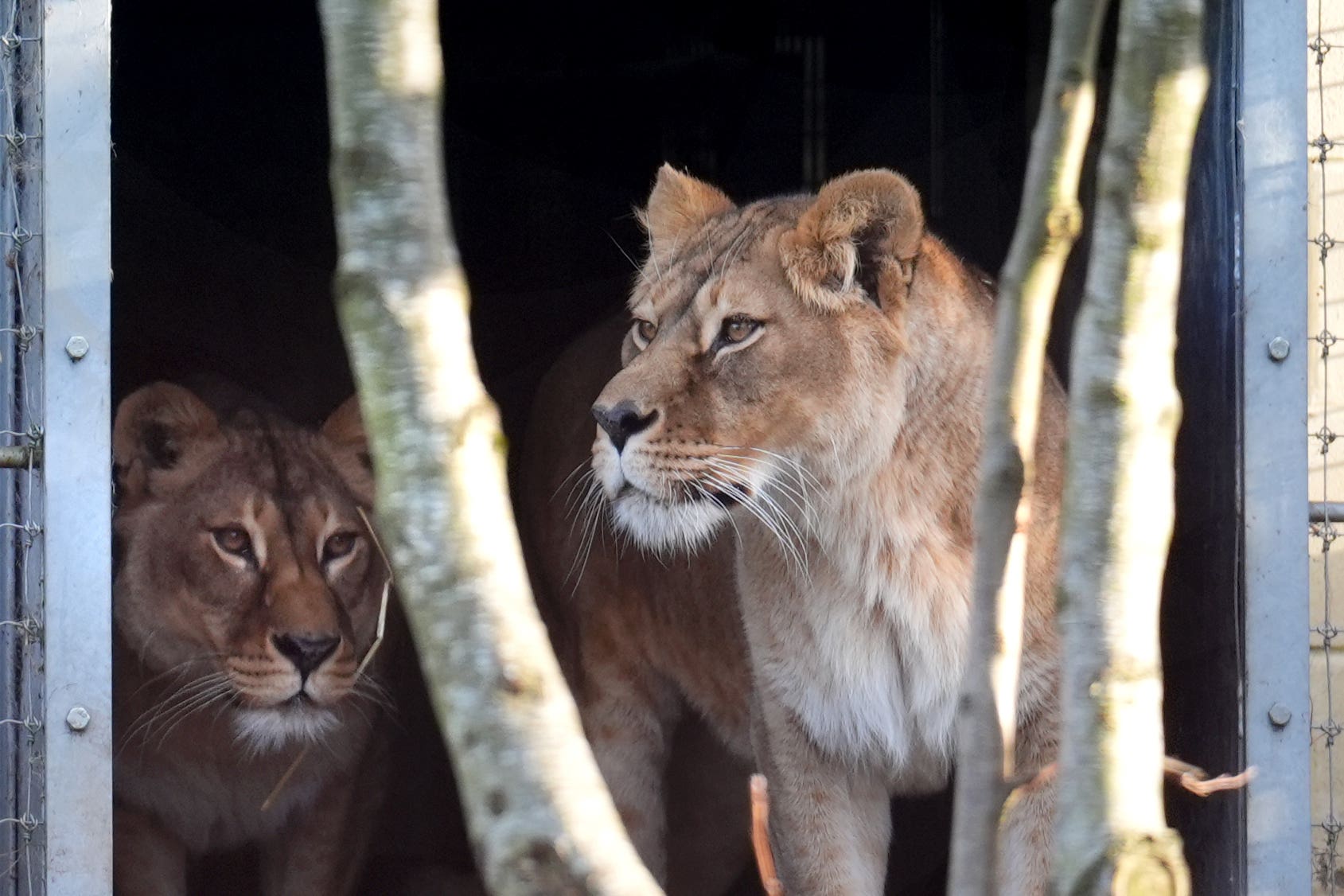 Four-year-old lionesses Luna, right, and Plusza are getting used to their new surroundings (Andrew Milligan/PA)