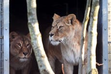 Lions rescued from war zone in Ukraine arrive at their new home in Scotland